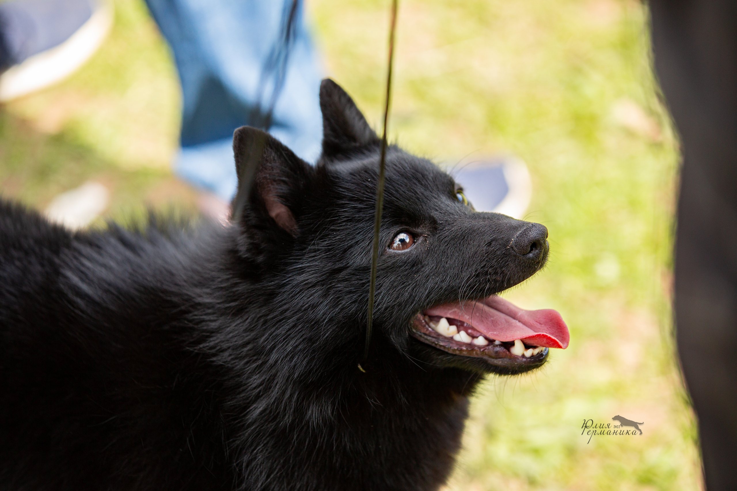 Пушкино 2хЧРКФ 14 мая 2022. Фотограф-анималист Юлия Германика