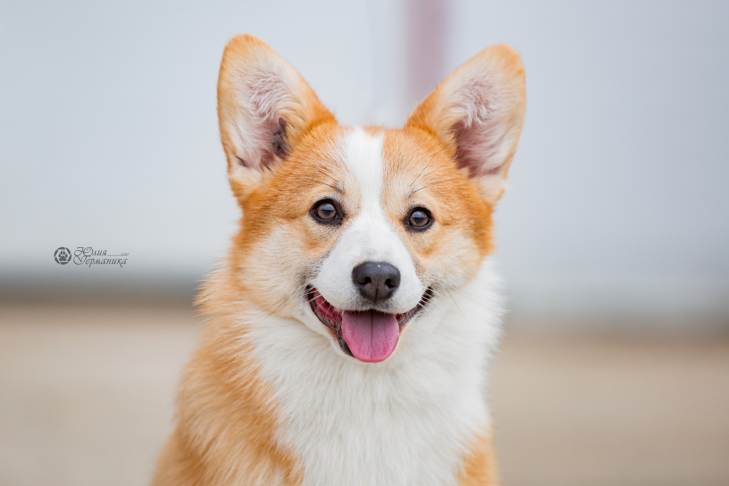 Сергиев Посад 23.04.2022. Фотограф-анималист Юлия Германика