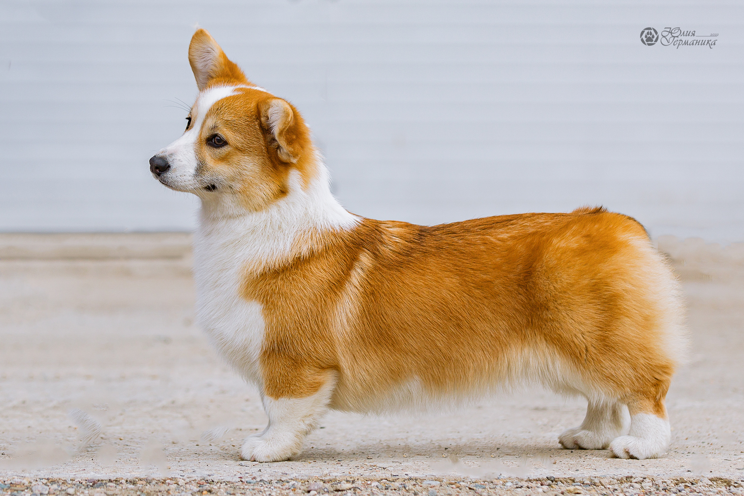 Сергиев Посад 23.04.2022. Фотограф-анималист Юлия Германика