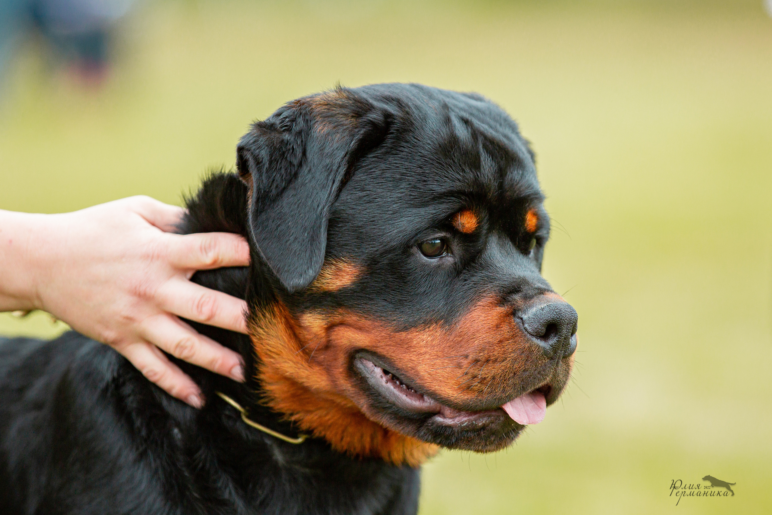 Воронеж моно ротвейлеров 28-29 мая 2022. Фотограф-анималист Юлия Германика