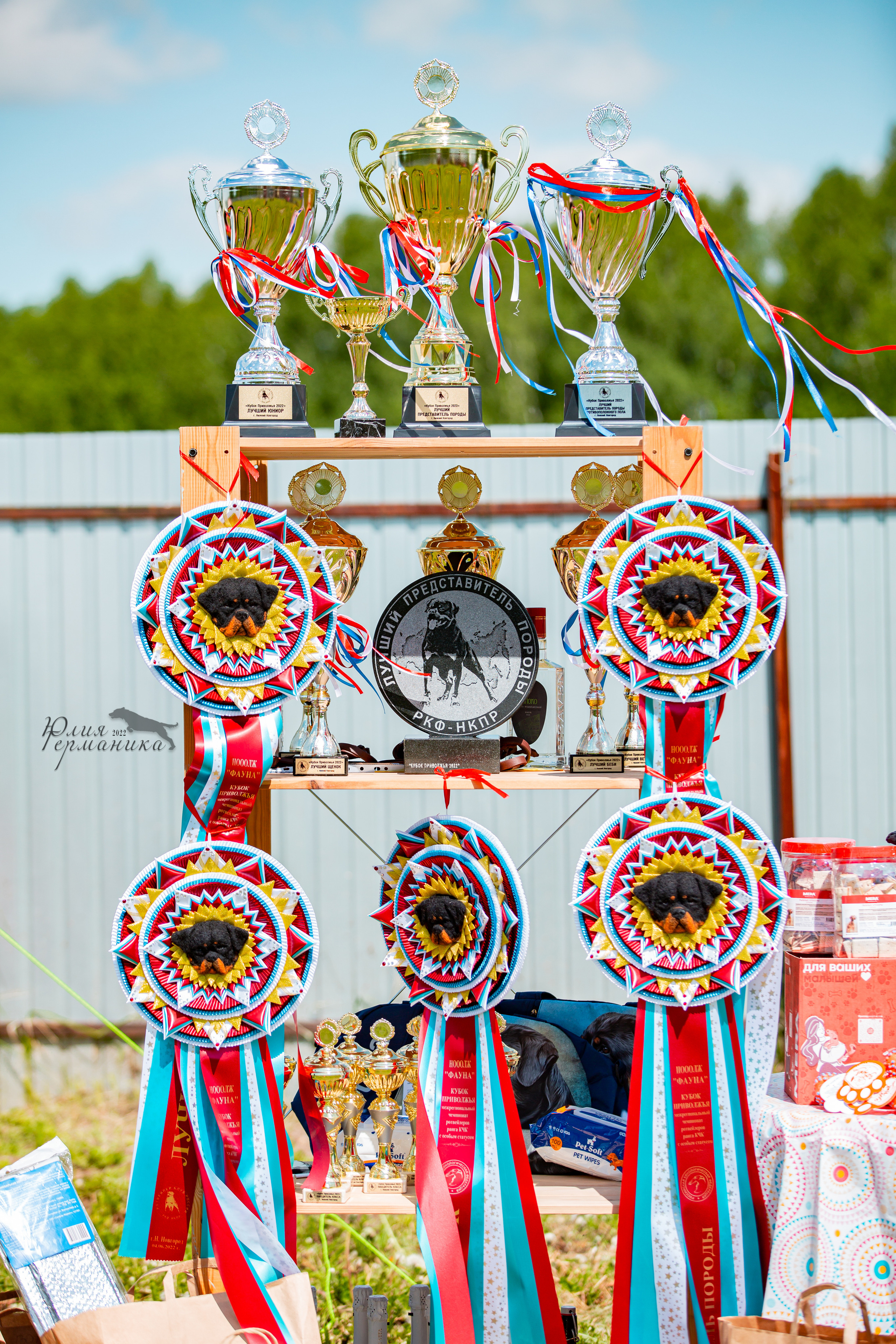 Нижний Новгород моно ротвейлеров 4 июня 2022. Фотограф-анималист Юлия Германика