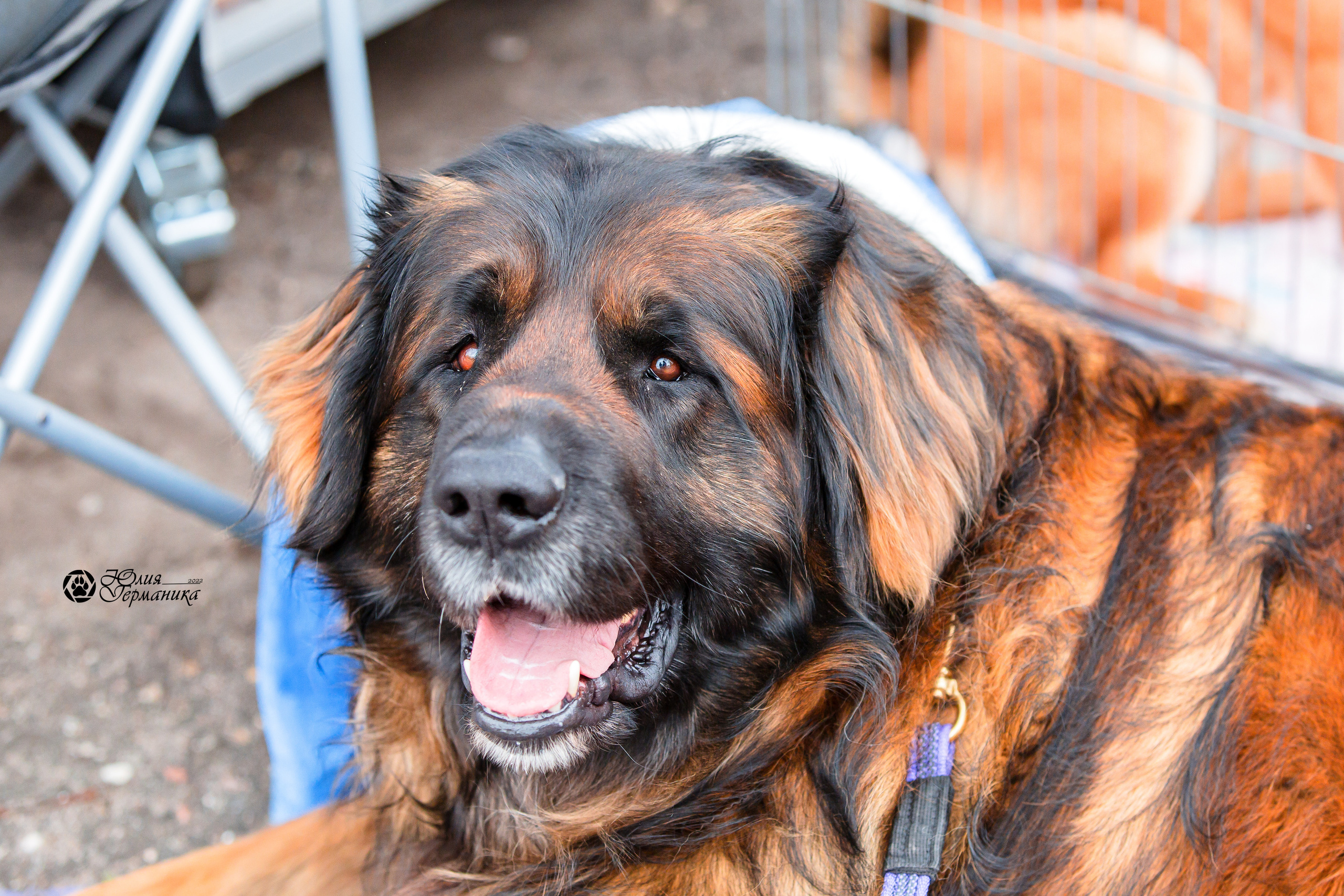 Александров 2хСАС 8 мая 2022. Фотограф-анималист Юлия Германика