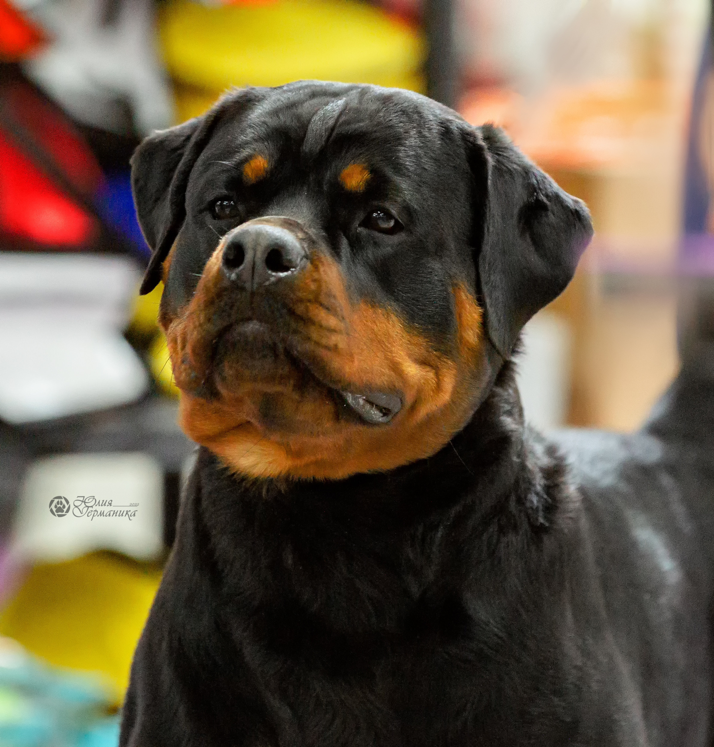 Чайна-Таун 16-17 апреля 2022. Фотограф-анималист Юлия Германика