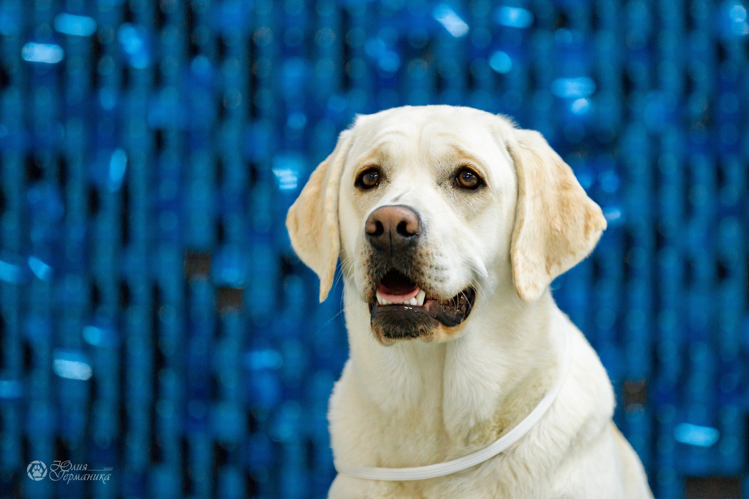 Чайна-Таун 16-17 апреля 2022. Фотограф-анималист Юлия Германика