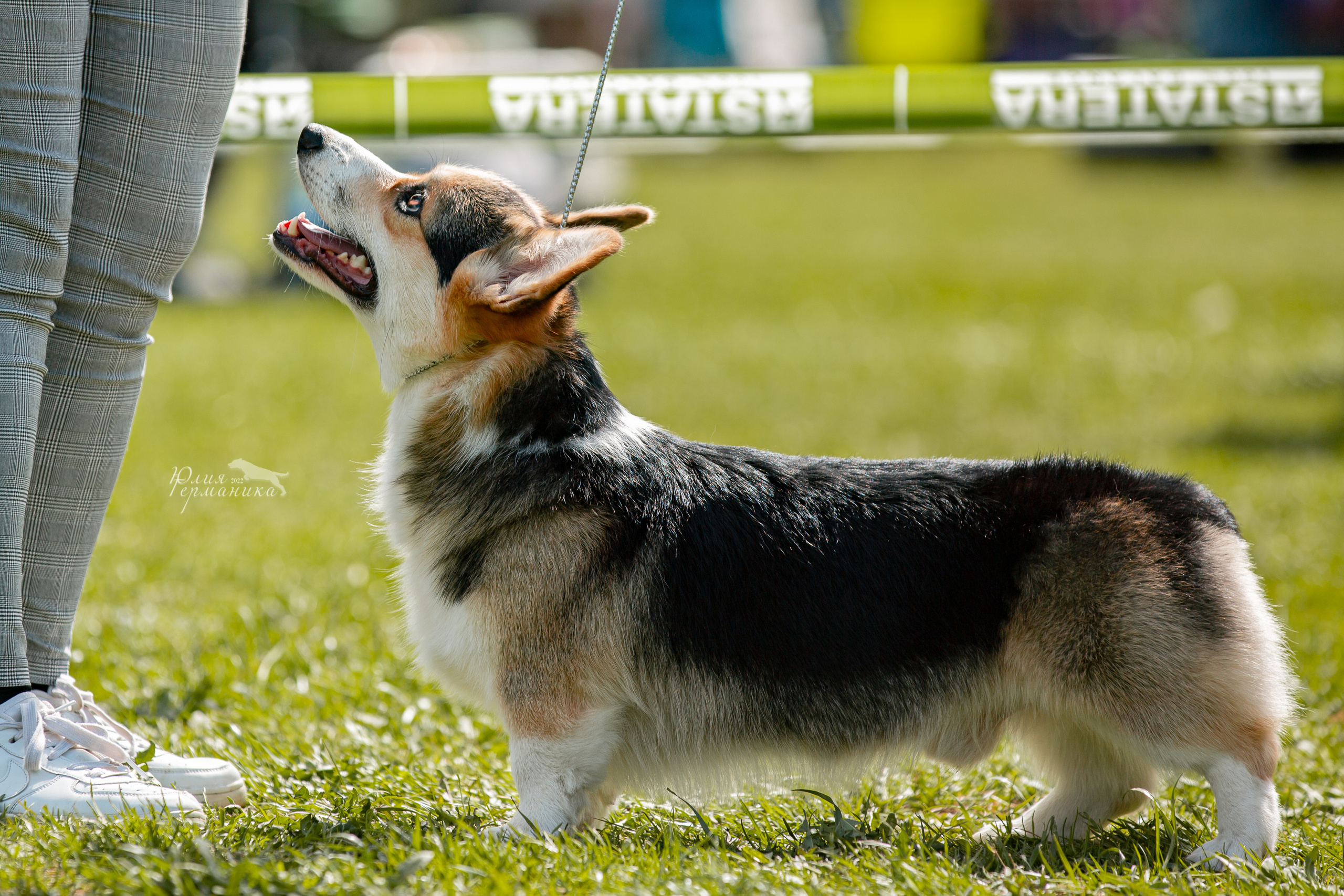 Пушкино 2хЧРКФ 14 мая 2022. Фотограф-анималист Юлия Германика