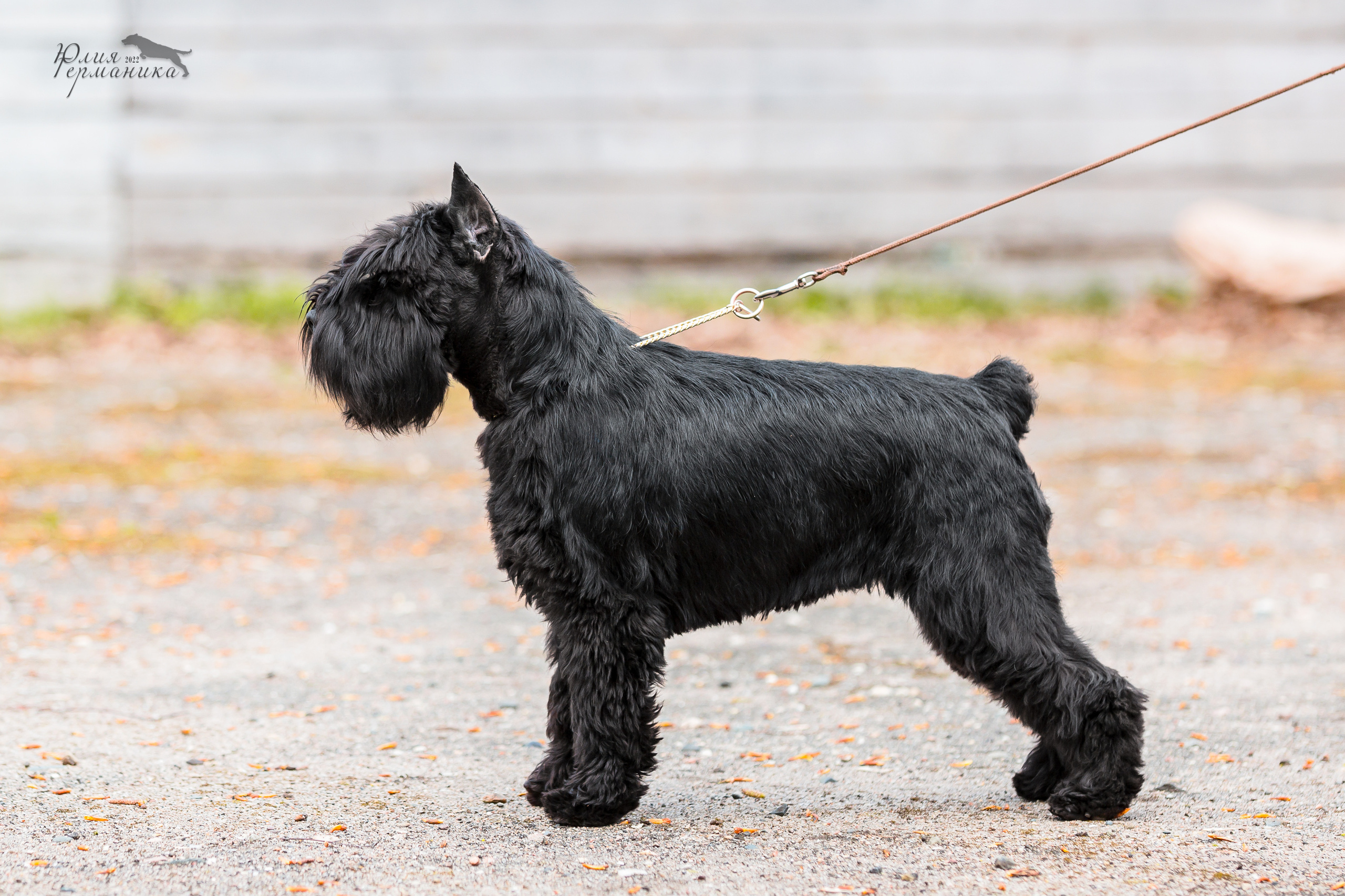 Александров 2хСАС 8 мая 2022. Фотограф-анималист Юлия Германика