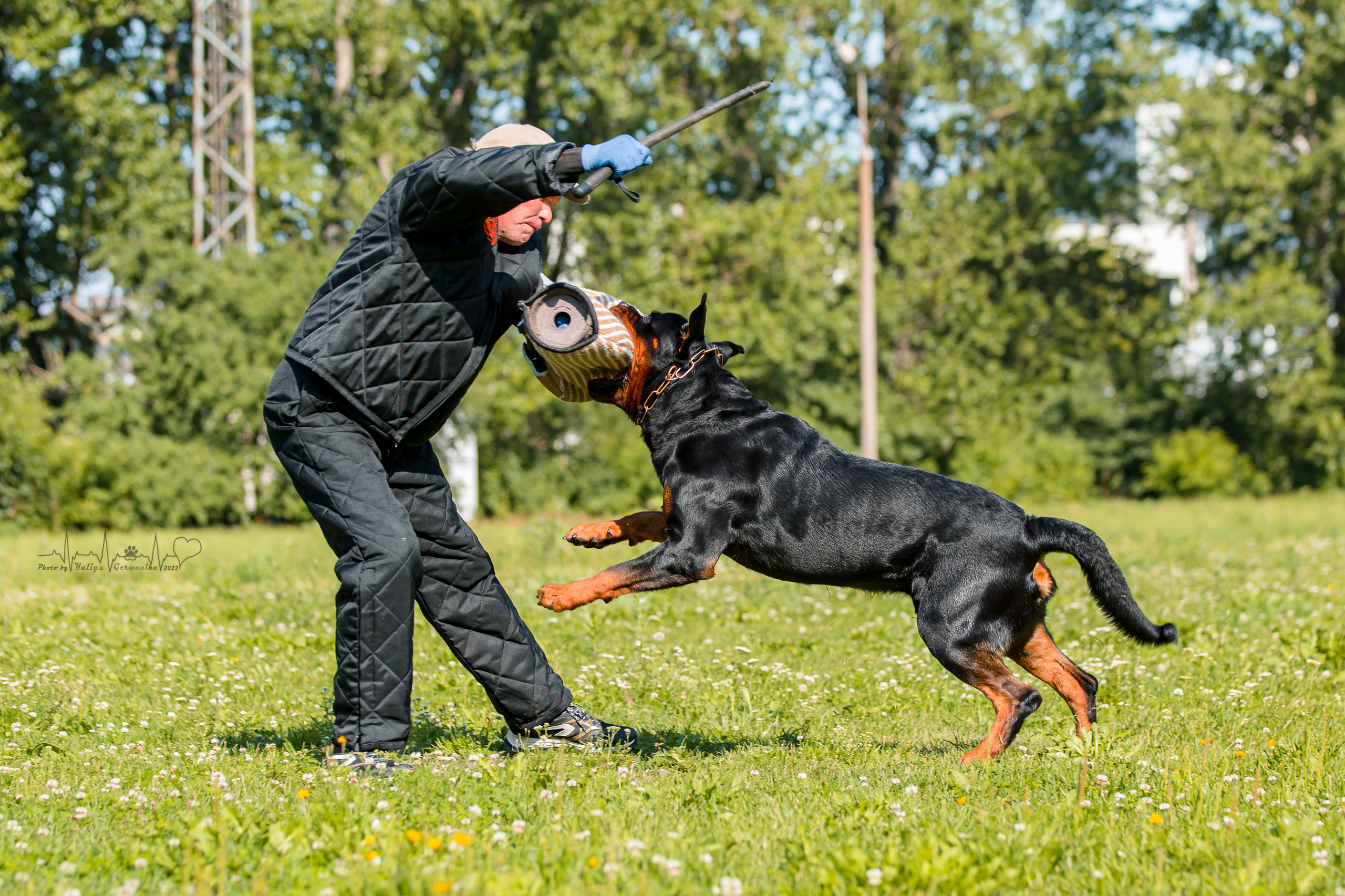 Санкт-Петербург моно ротвейлеров 23.07.2022. Фотограф-анималист Юлия Германика