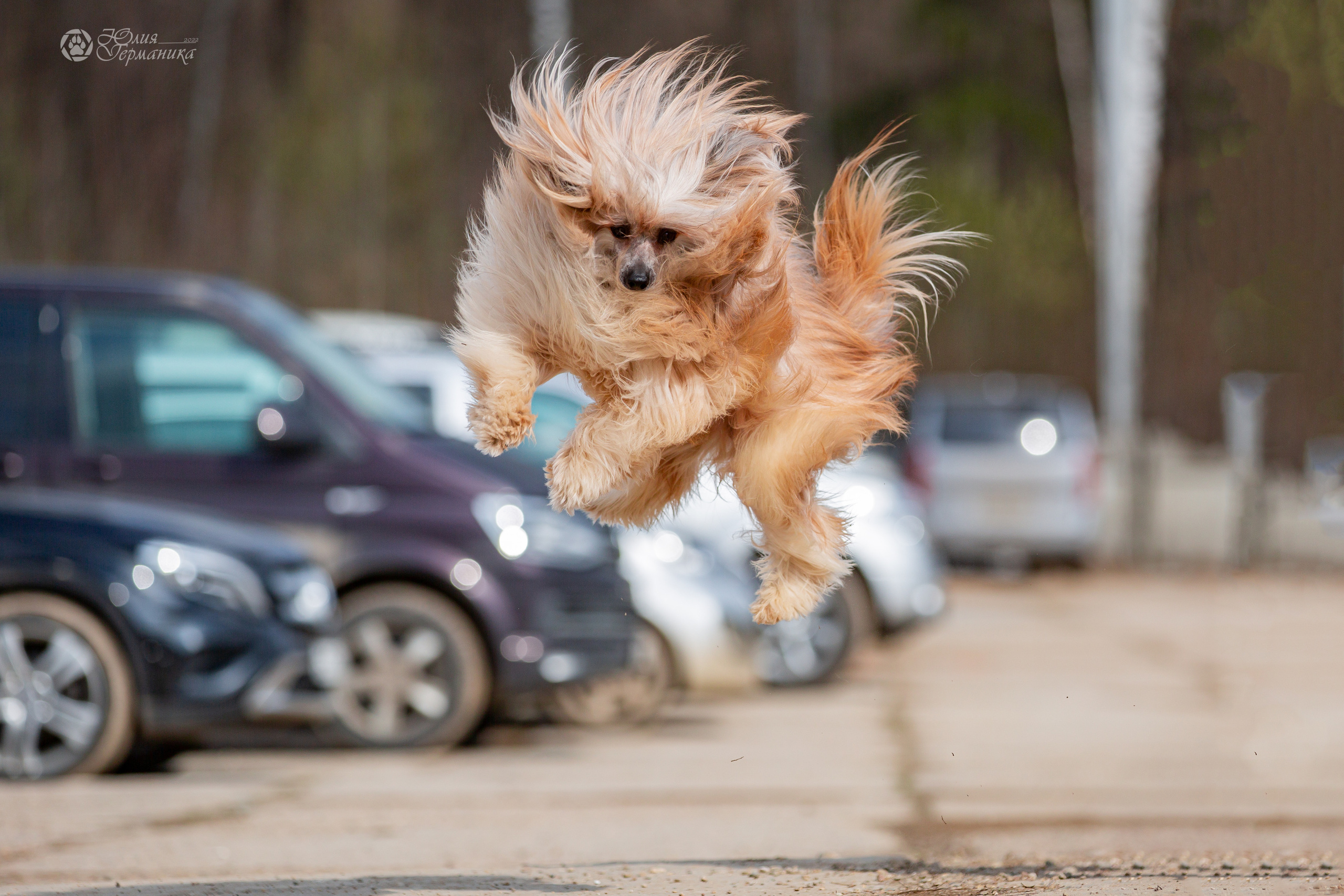 Сергиев Посад 23.04.2022. Фотограф-анималист Юлия Германика