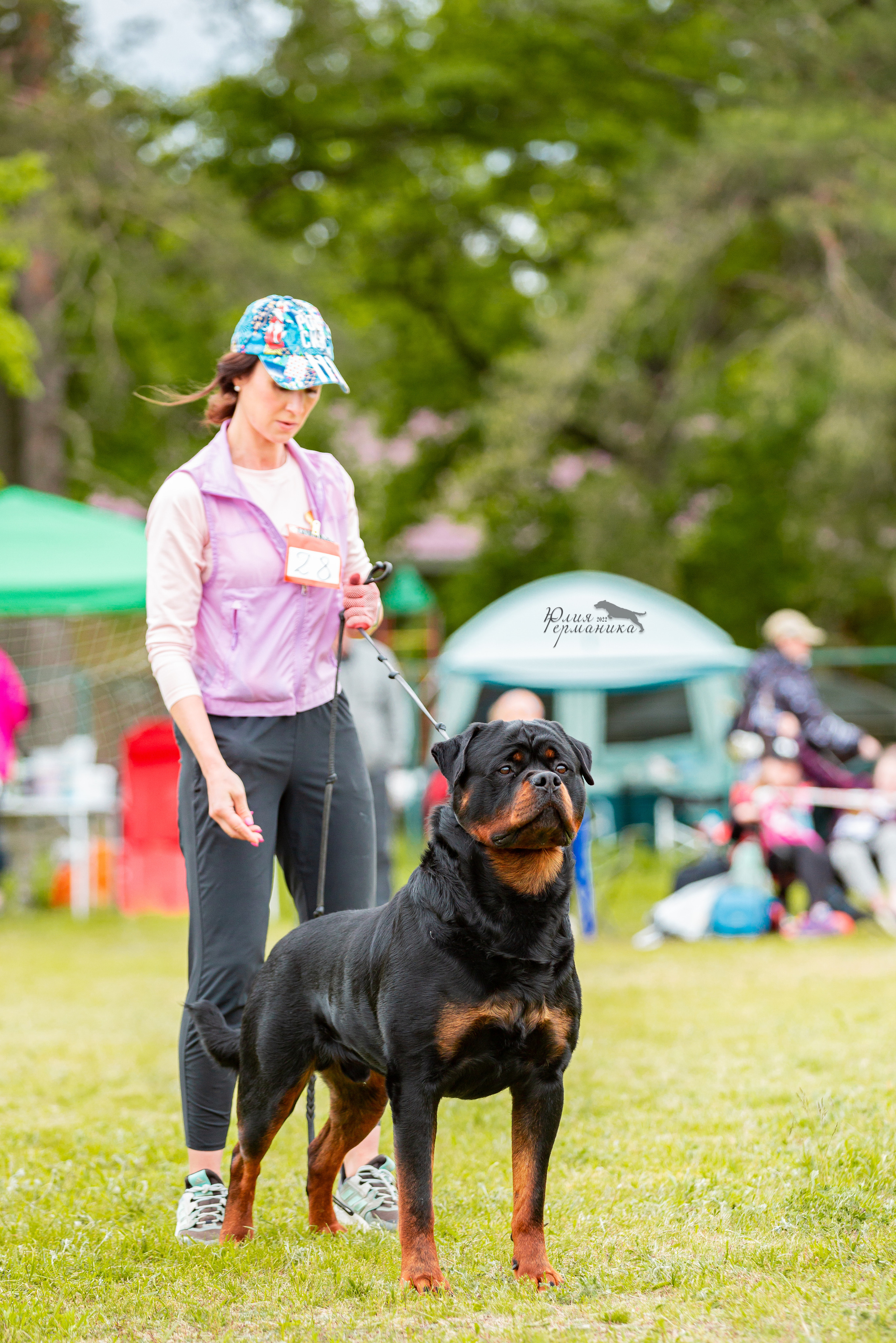 Воронеж моно ротвейлеров 28-29 мая 2022. Фотограф-анималист Юлия Германика
