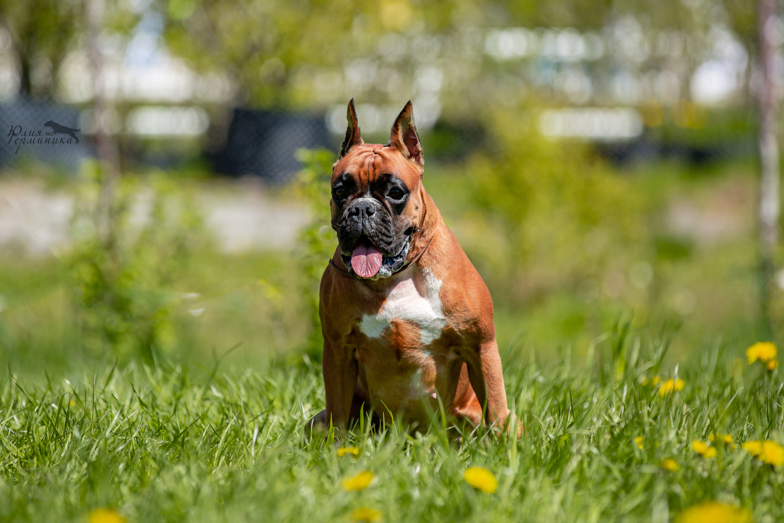 Евразия 21-22 мая 2022. Фотограф-анималист Юлия Германика