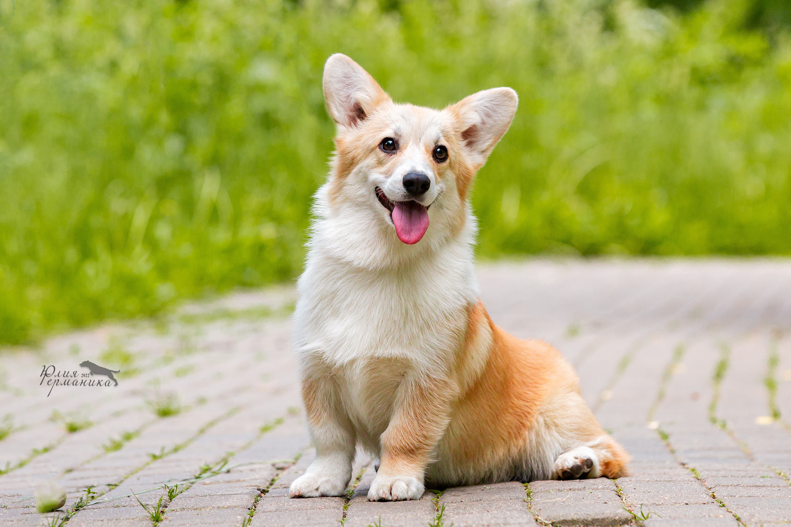 Сергиев Посад 2хСАС 25.06.2022. Фотограф-анималист Юлия Германика
