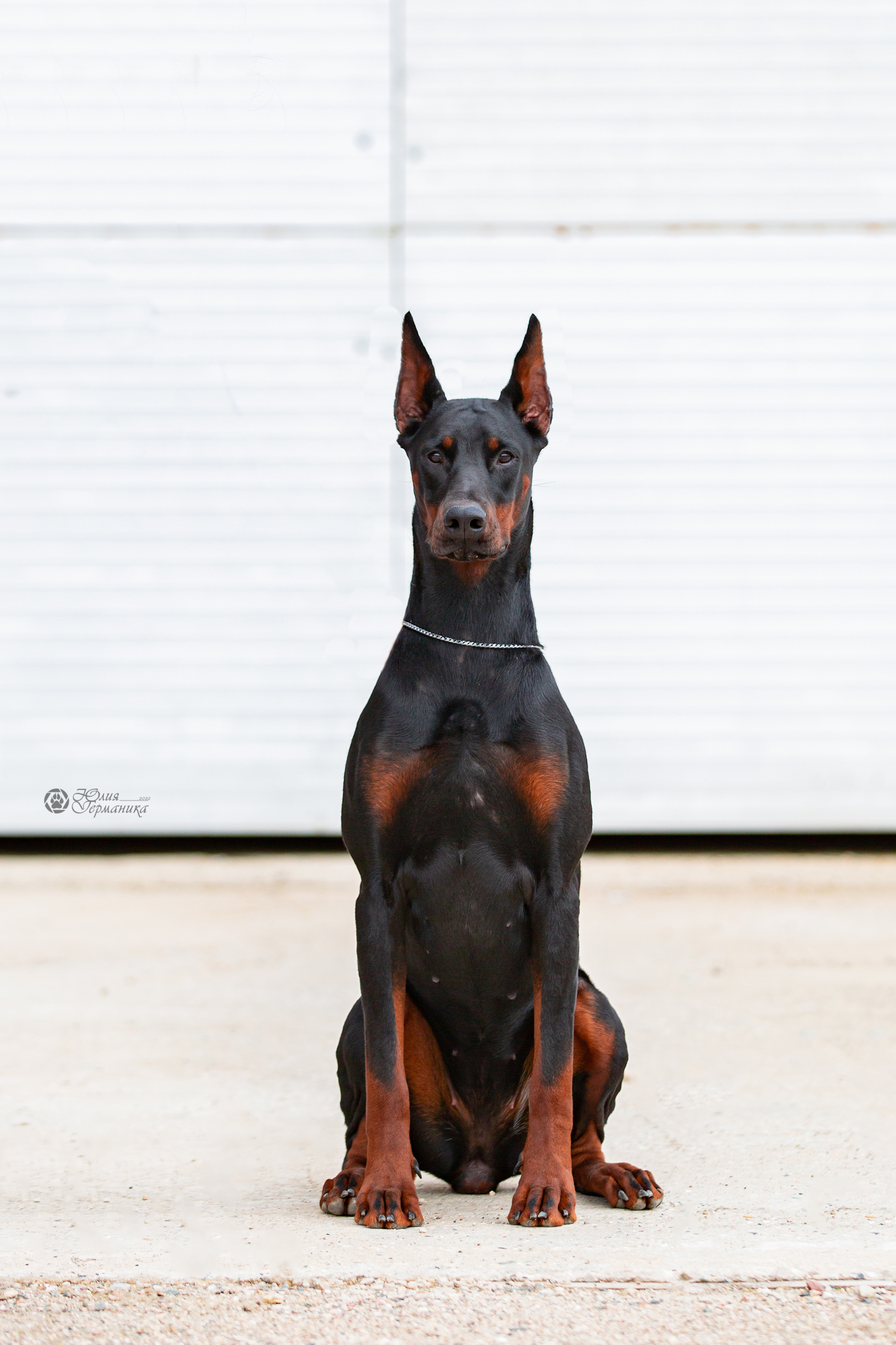 Сергиев Посад 23.04.2022. Фотограф-анималист Юлия Германика