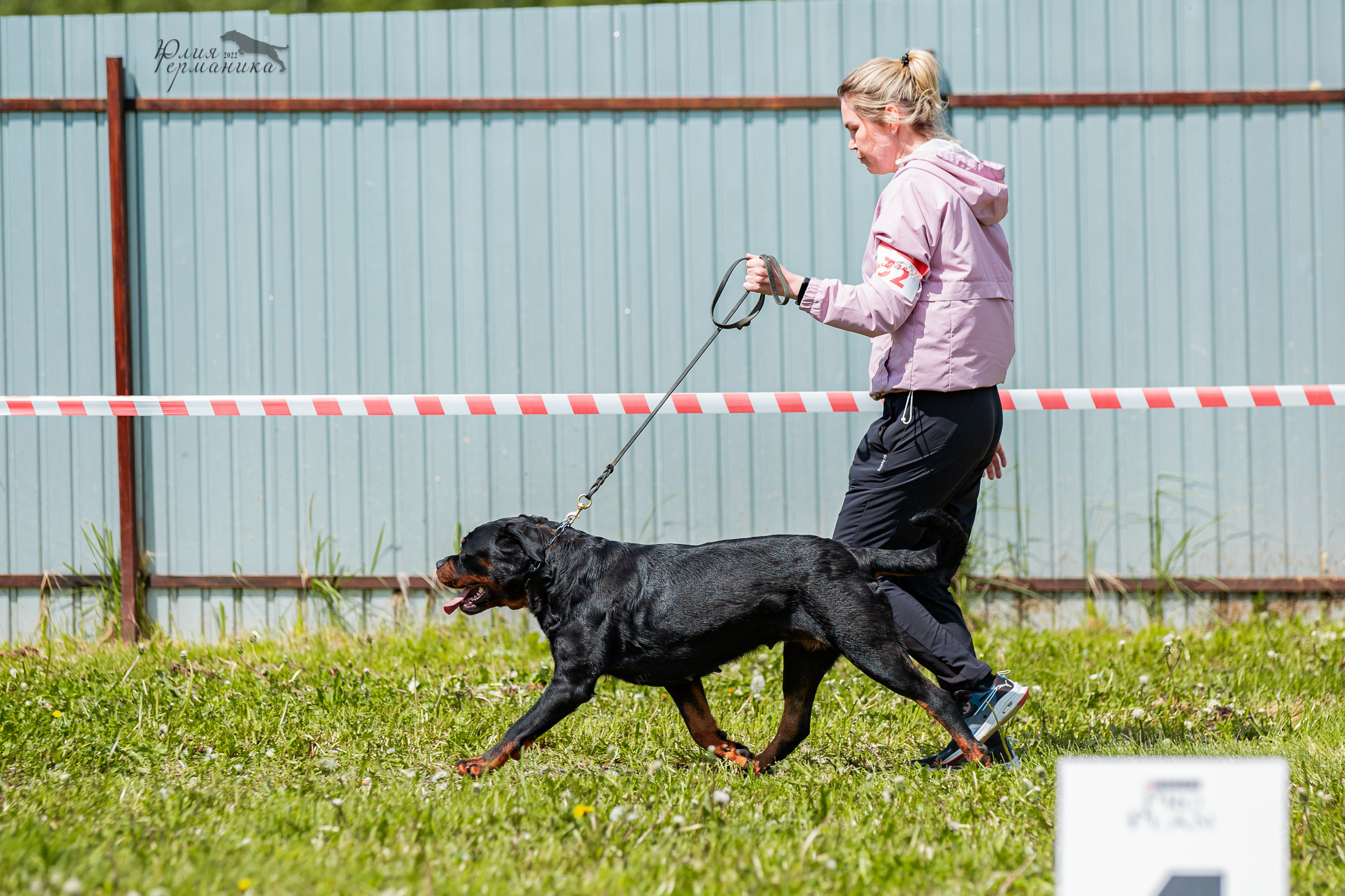 Нижний Новгород моно ротвейлеров 4 июня 2022. Фотограф-анималист Юлия Германика