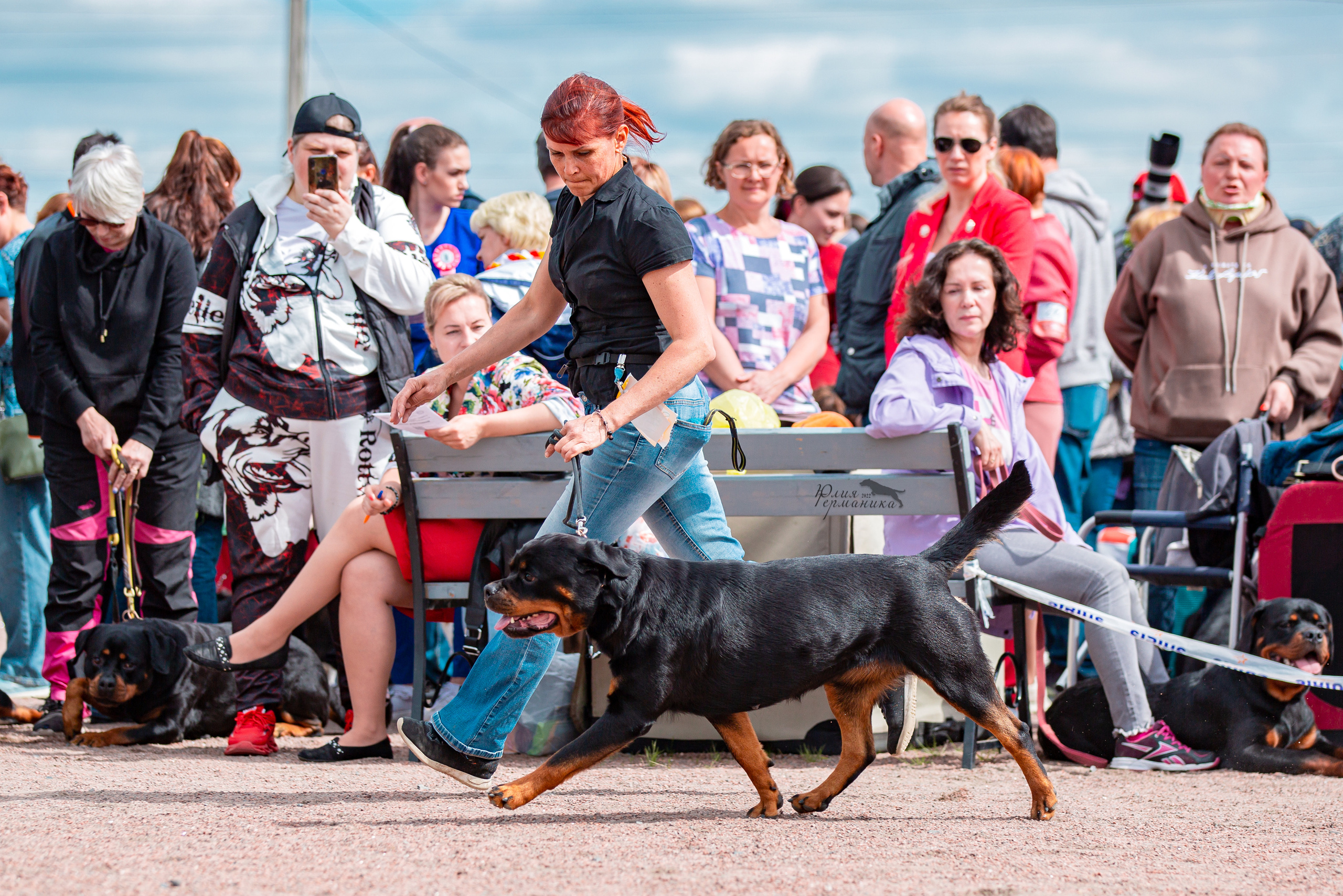 Смоленск 12.06,   Ховрино 13.06,    Питер 18.06 2022. Фотограф-анималист Юлия Германика