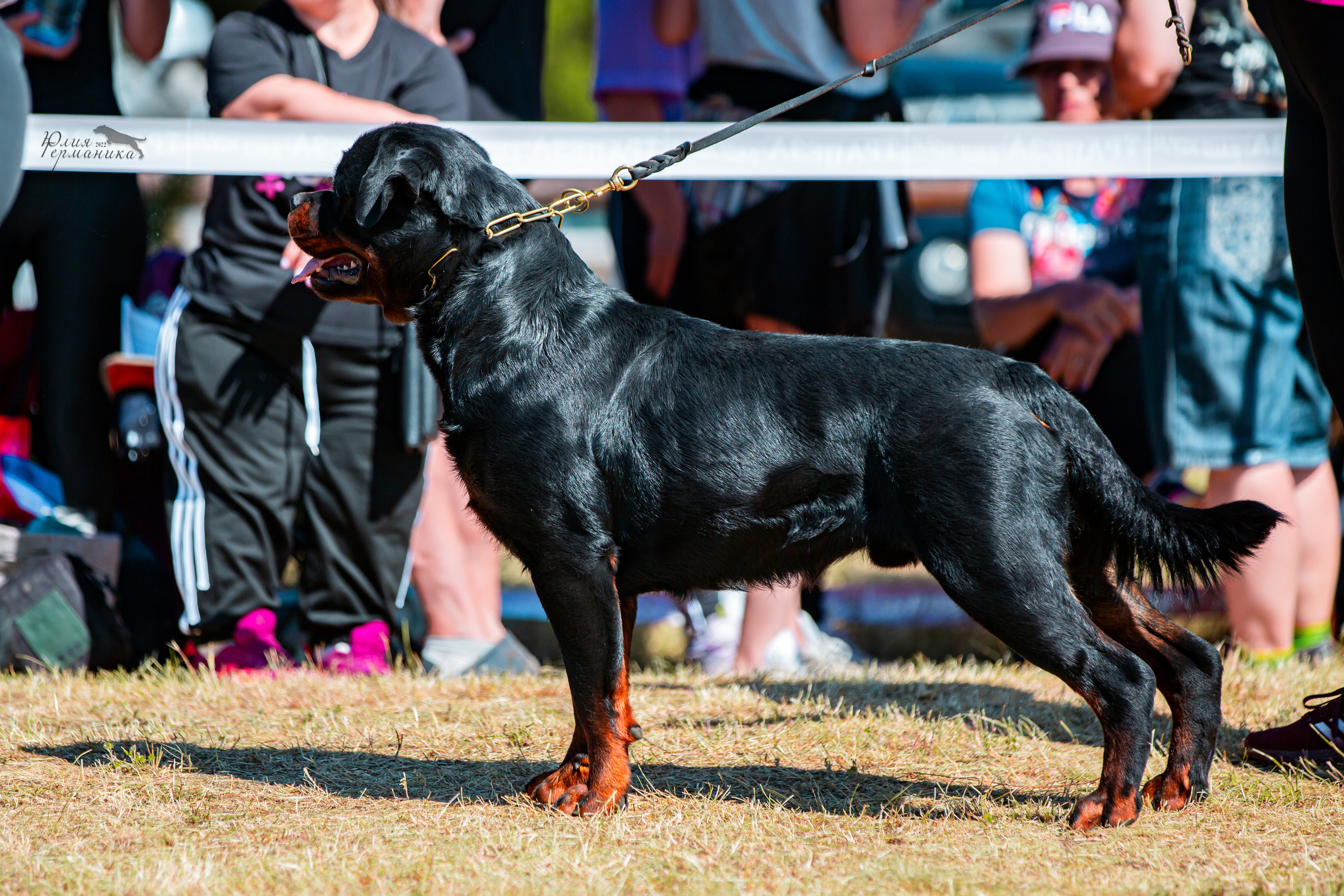 Тверь моно ротвейлеров 2-3.07.2022. Фотограф-анималист Юлия Германика