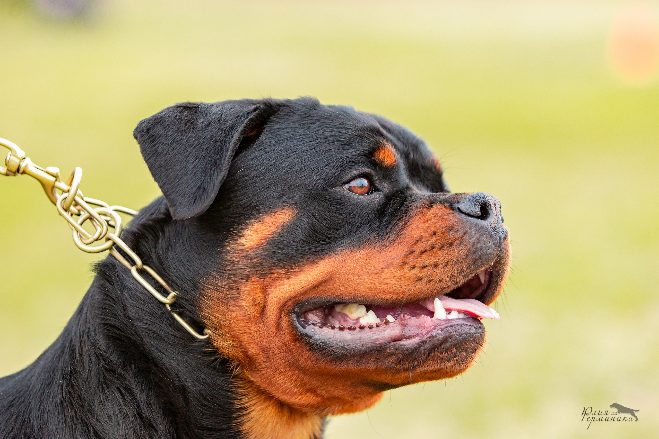 Воронеж моно ротвейлеров 28-29 мая 2022. Фотограф-анималист Юлия Германика