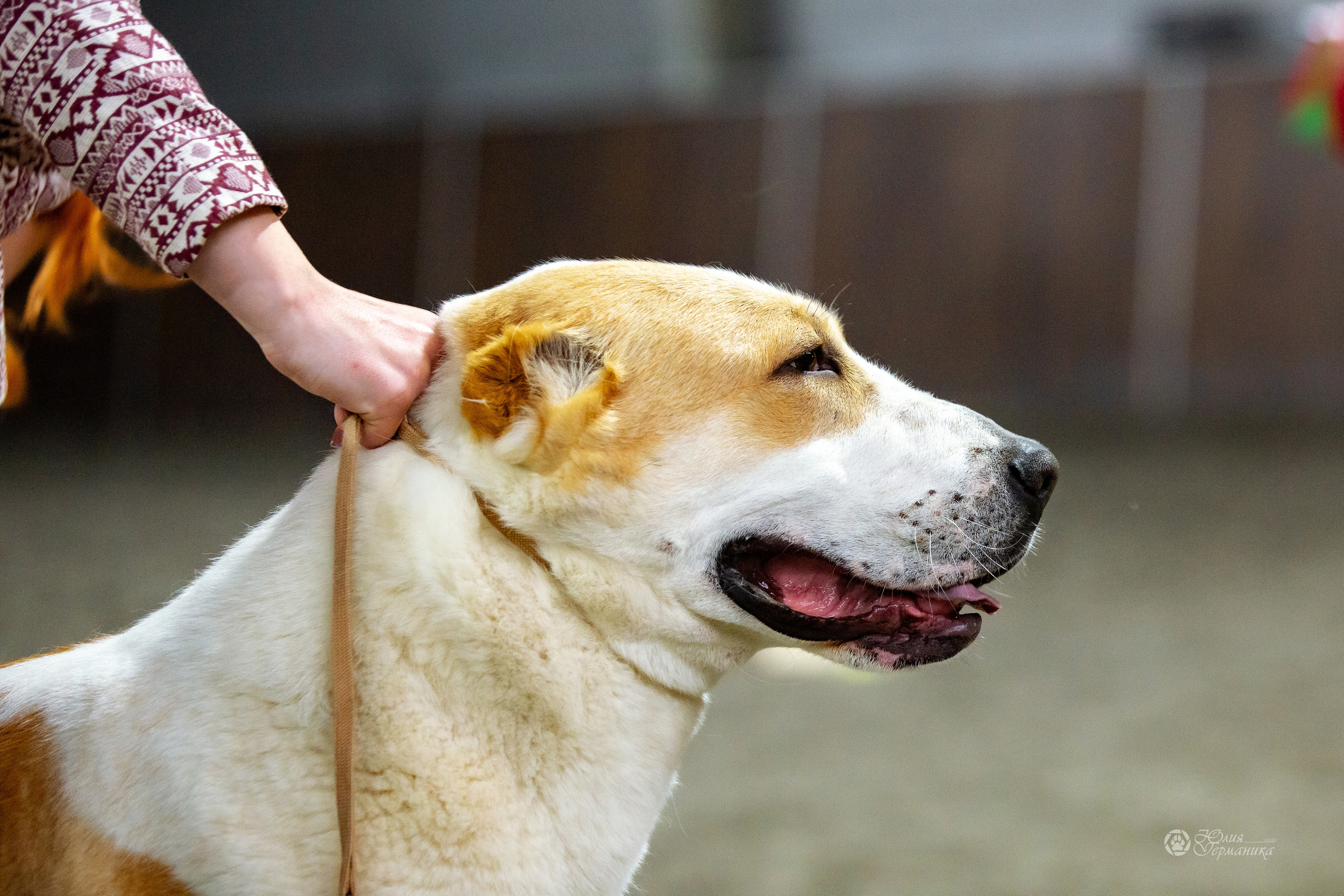 Националка САО+КЧК 24 апреля 2022. Фотограф-анималист Юлия Германика