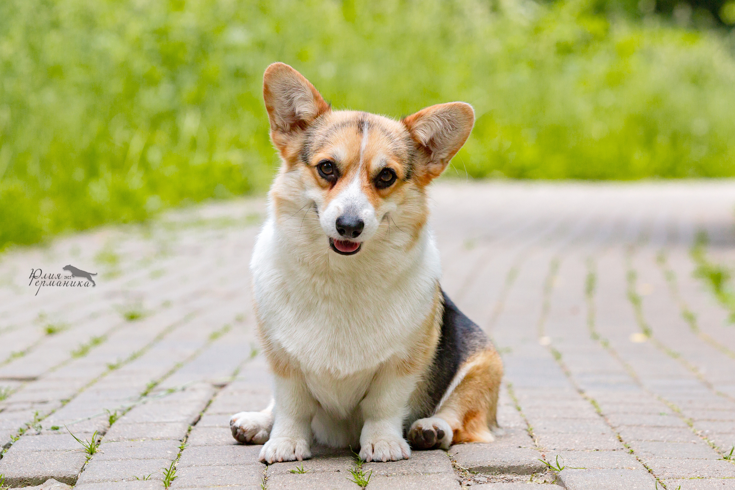 Сергиев Посад 2хСАС 25.06.2022. Фотограф-анималист Юлия Германика