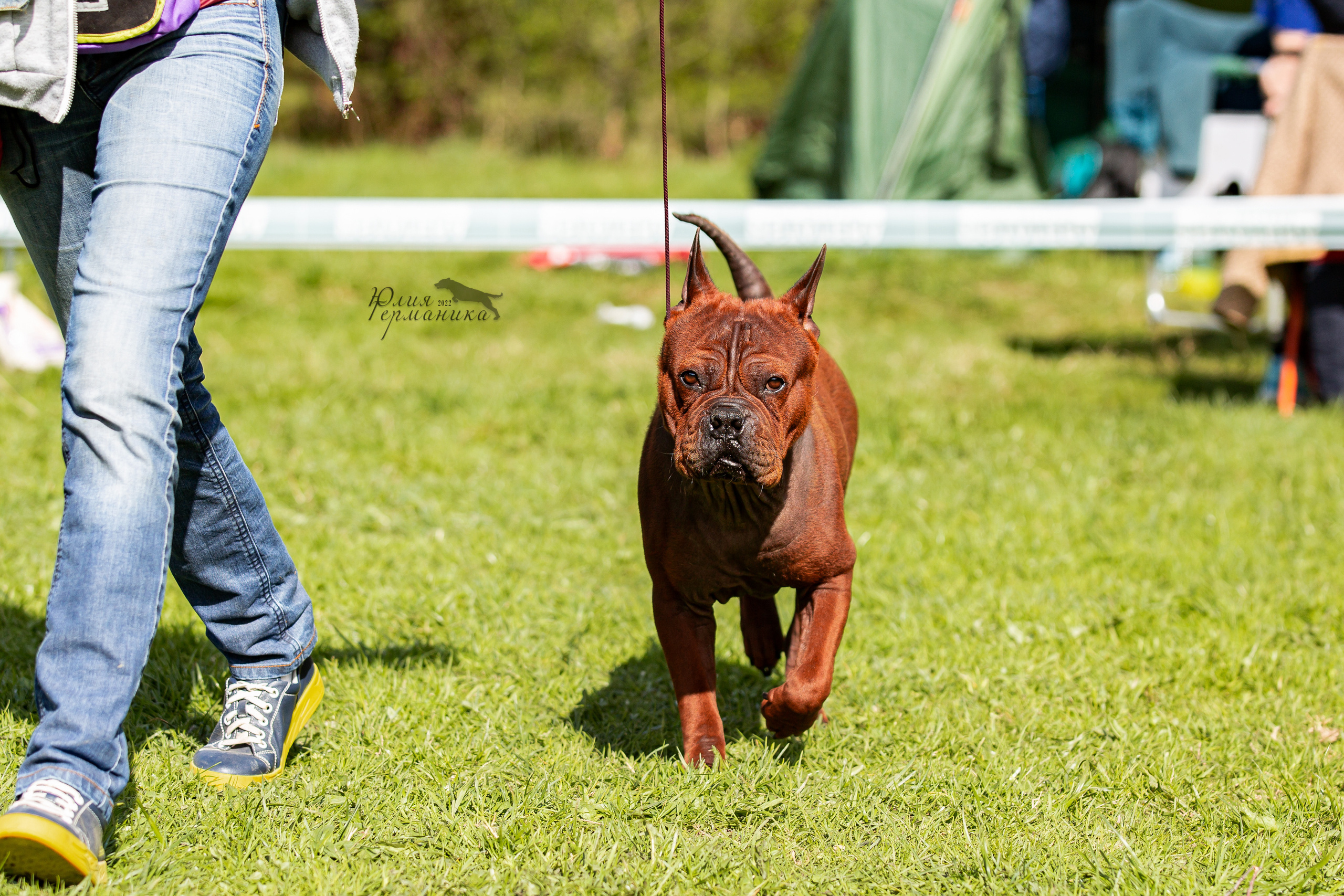 Пушкино 2хЧРКФ 14 мая 2022. Фотограф-анималист Юлия Германика