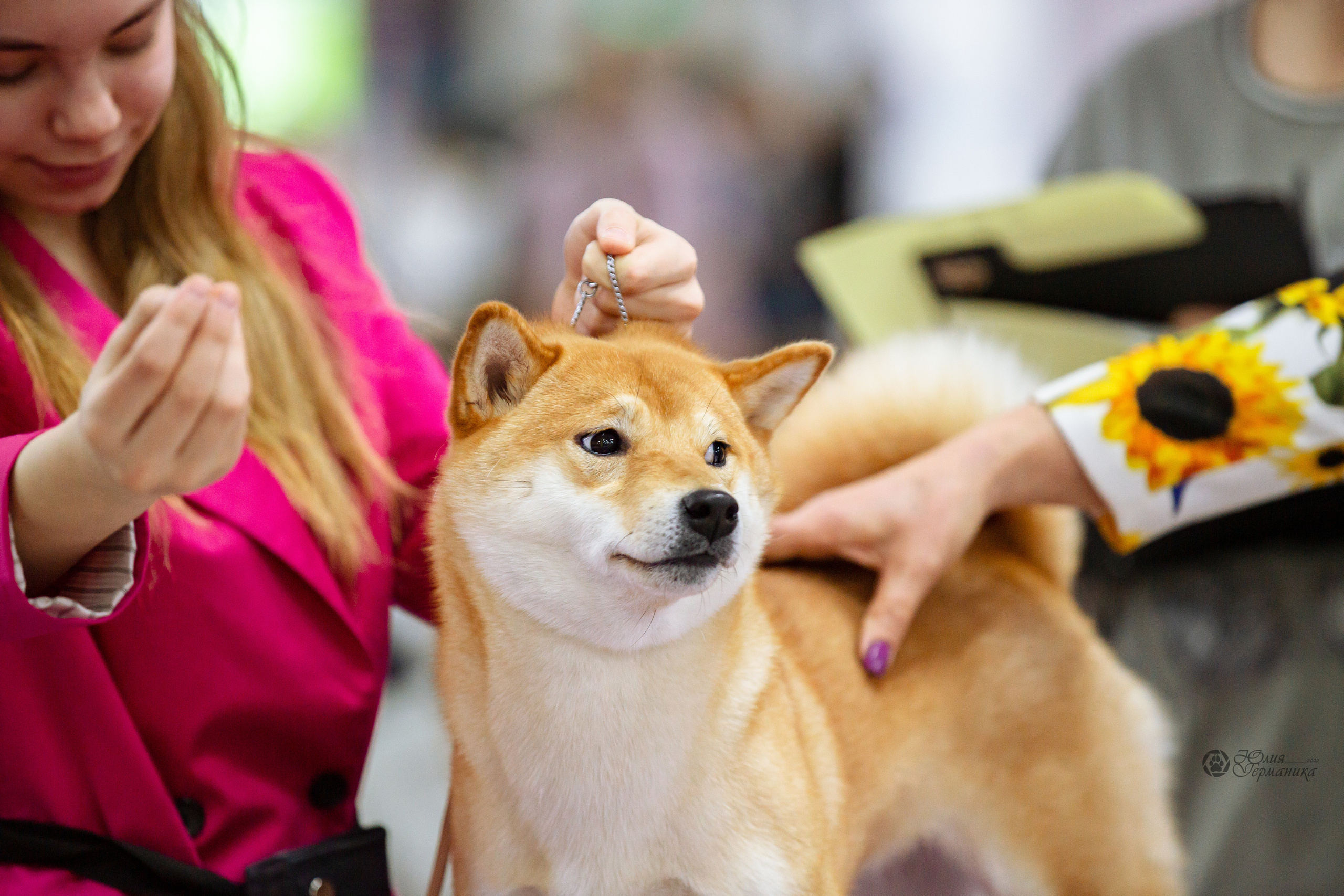 Чайна-Таун 16-17 апреля 2022. Фотограф-анималист Юлия Германика