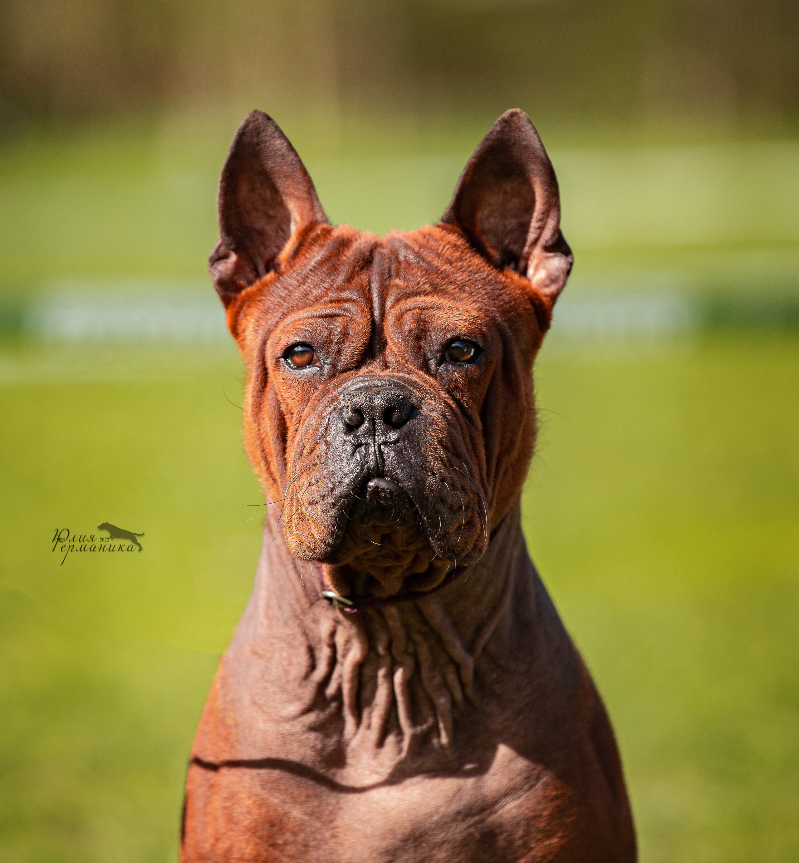 Пушкино 2хЧРКФ 14 мая 2022. Фотограф-анималист Юлия Германика