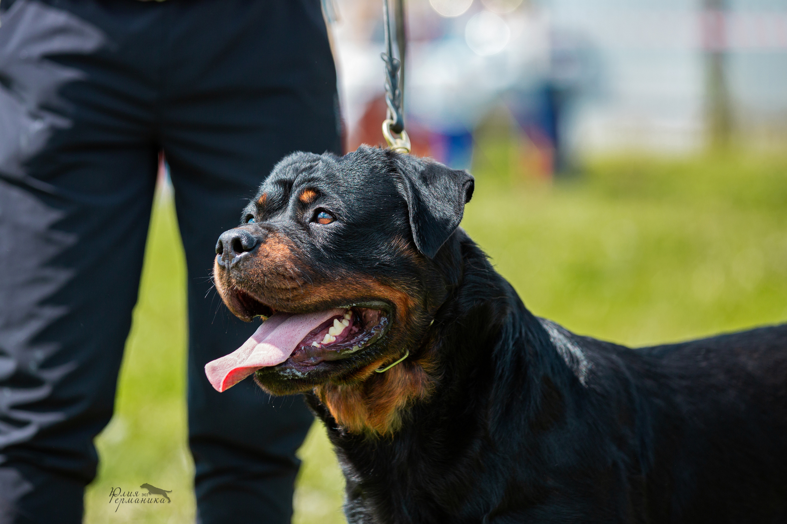 Нижний Новгород моно ротвейлеров 4 июня 2022. Фотограф-анималист Юлия Германика