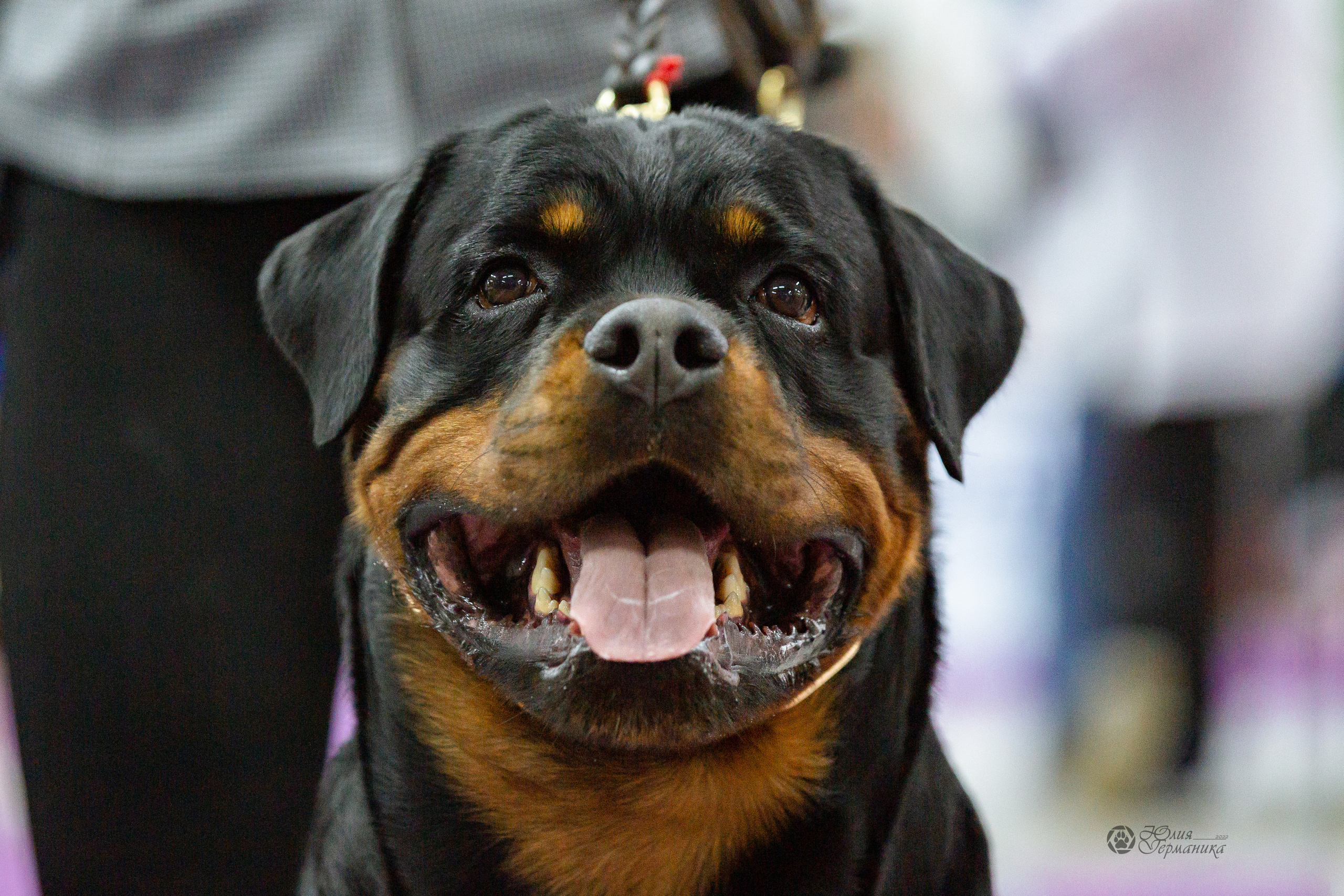 Чайна-Таун 16-17 апреля 2022. Фотограф-анималист Юлия Германика