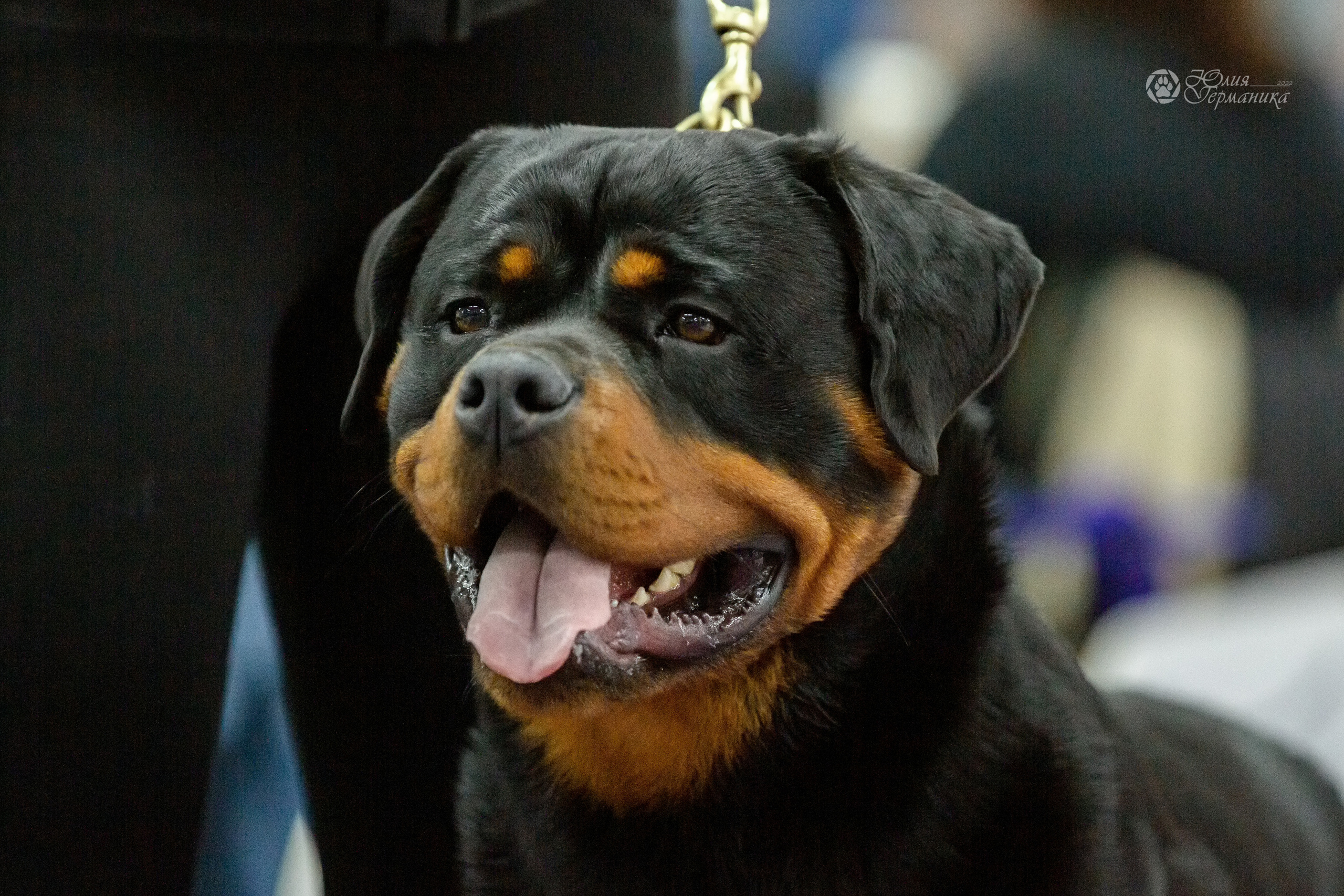 Чайна-Таун 16-17 апреля 2022. Фотограф-анималист Юлия Германика