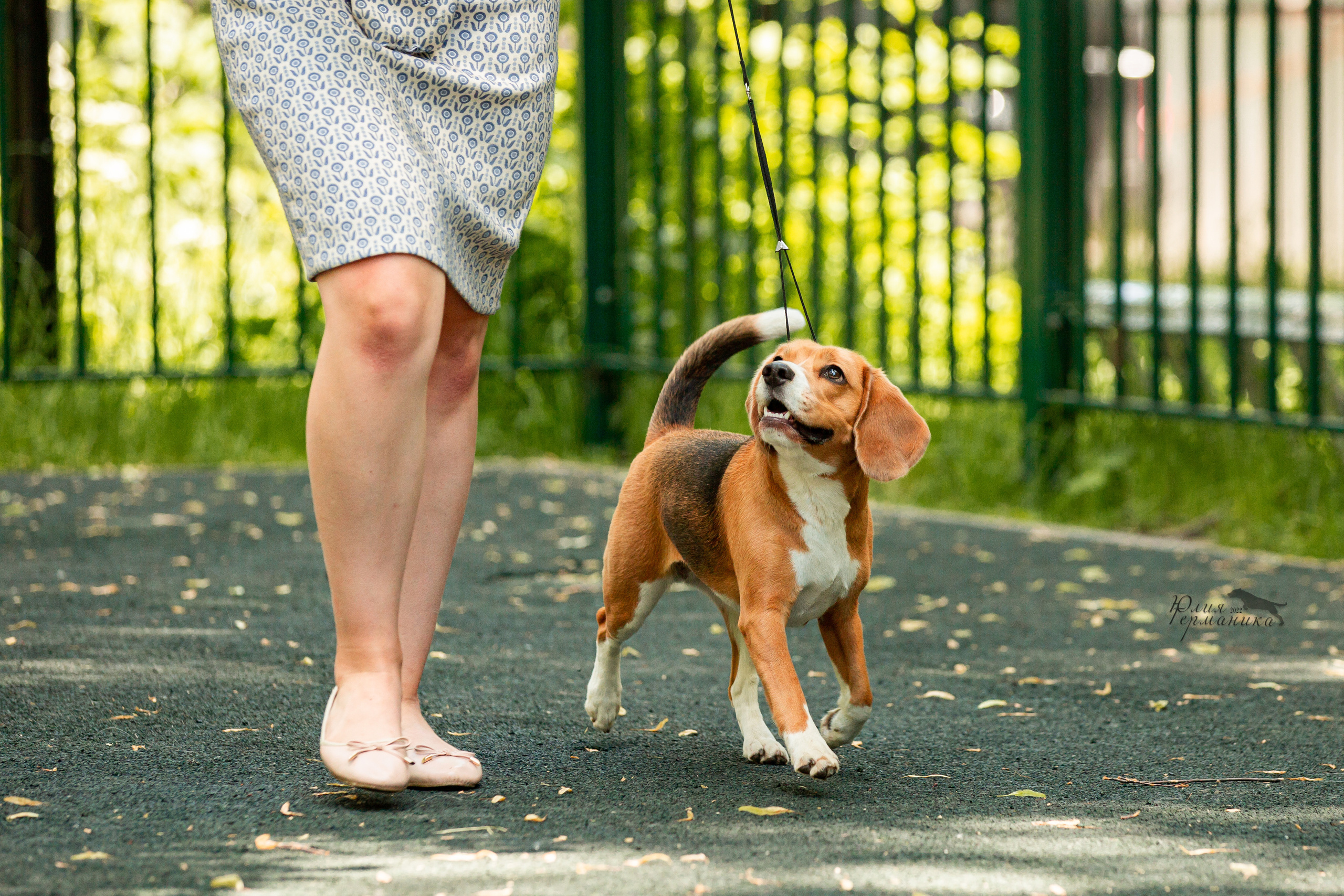 Сергиев Посад 2хСАС 25.06.2022. Фотограф-анималист Юлия Германика