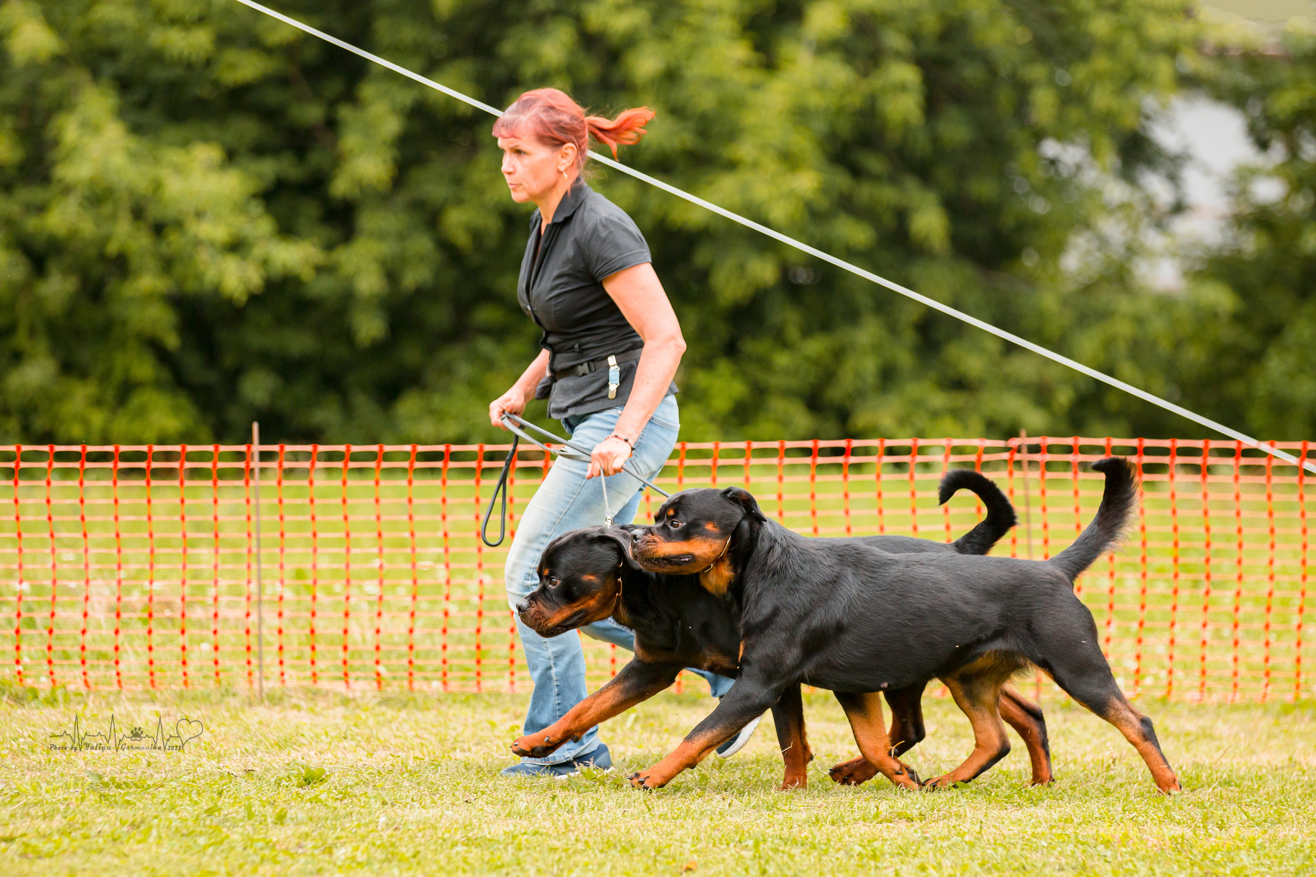 Санкт-Петербург моно ротвейлеров 23.07.2022. Фотограф-анималист Юлия Германика