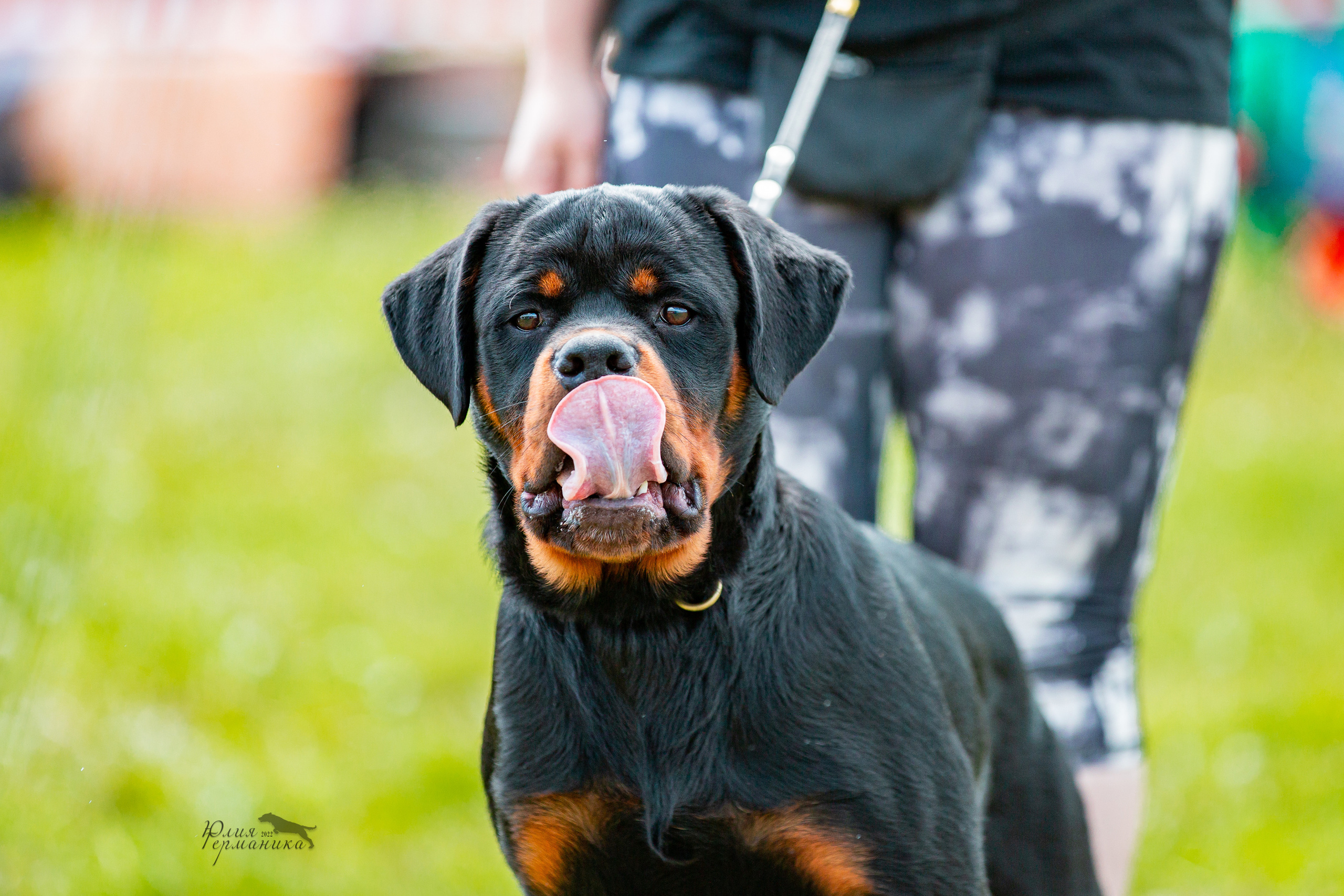 Нижний Новгород моно ротвейлеров 4 июня 2022