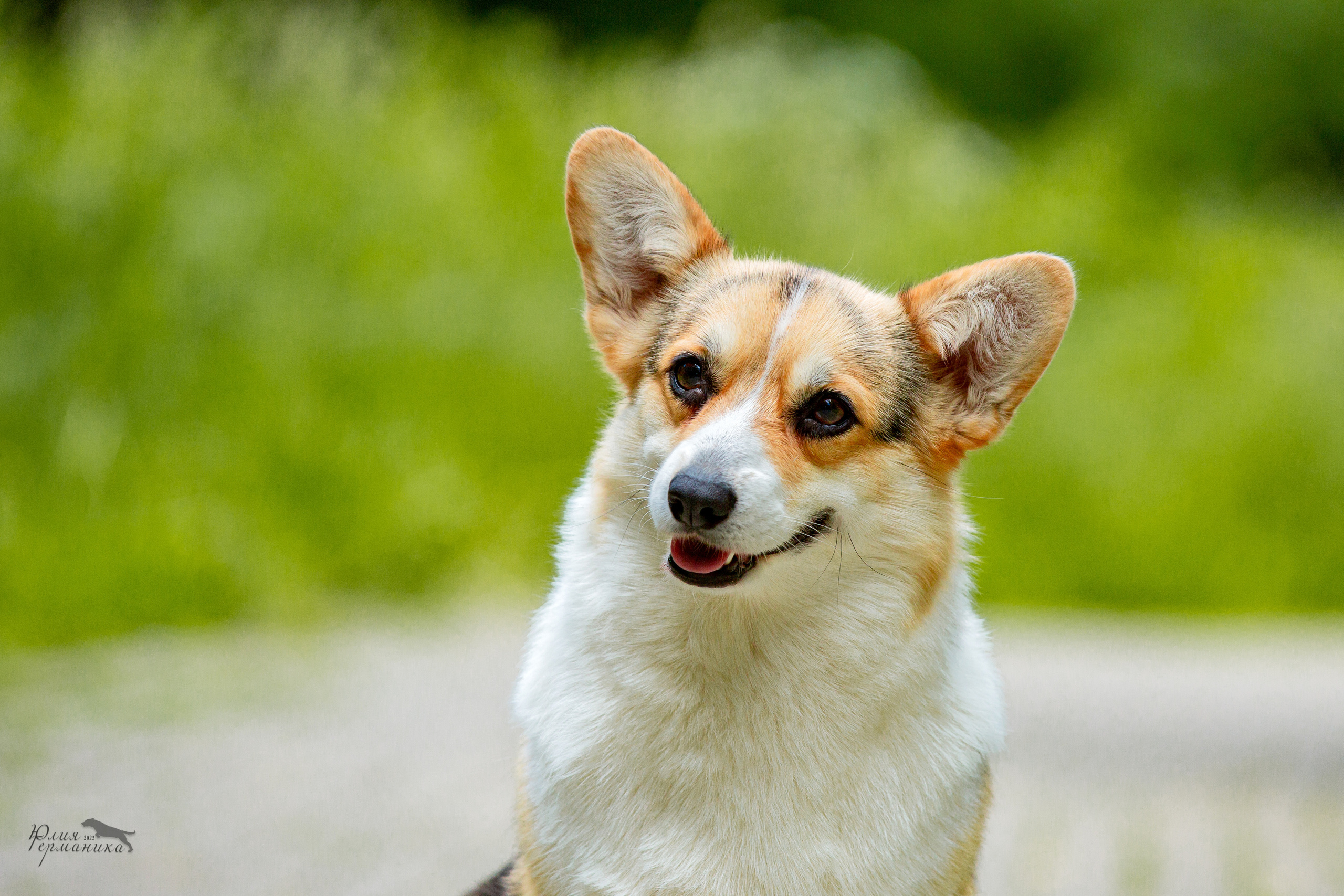 Сергиев Посад 2хСАС 25.06.2022. Фотограф-анималист Юлия Германика