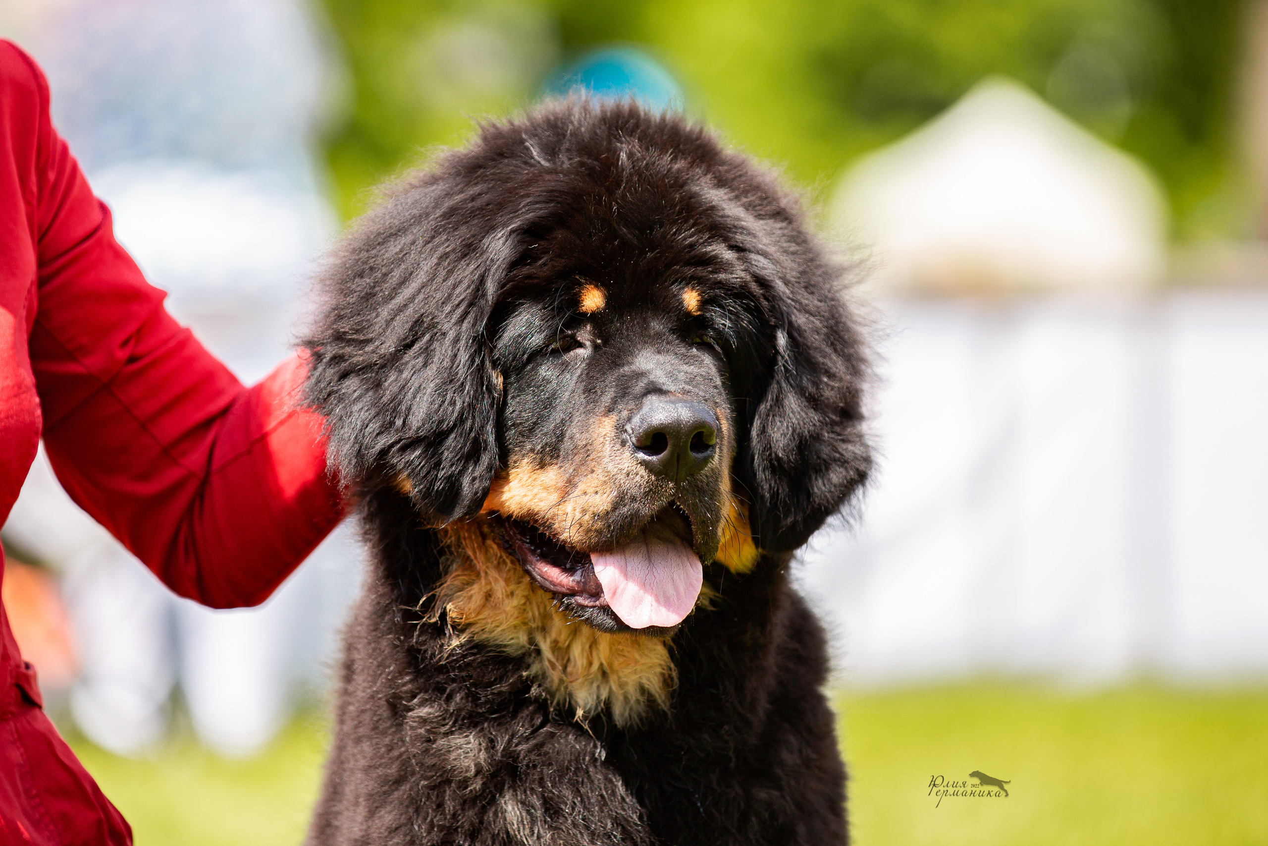 Смоленск 12.06,   Ховрино 13.06,    Питер 18.06 2022. Фотограф-анималист Юлия Германика