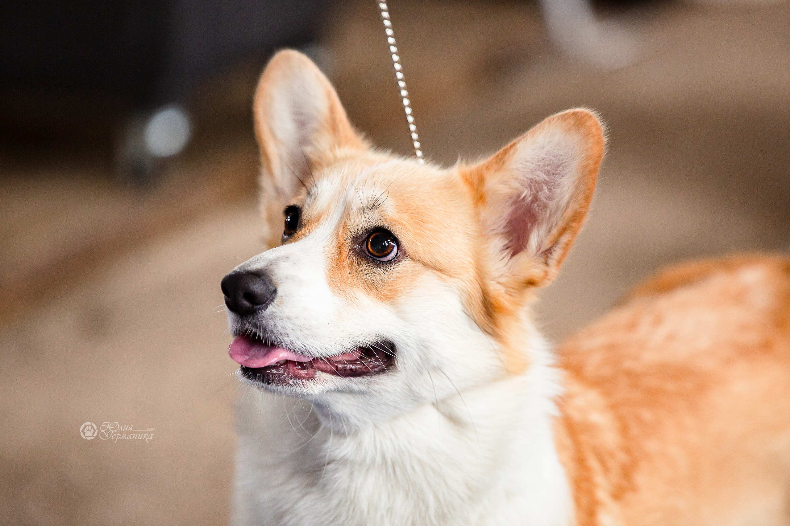 Сергиев Посад 23.04.2022. Фотограф-анималист Юлия Германика