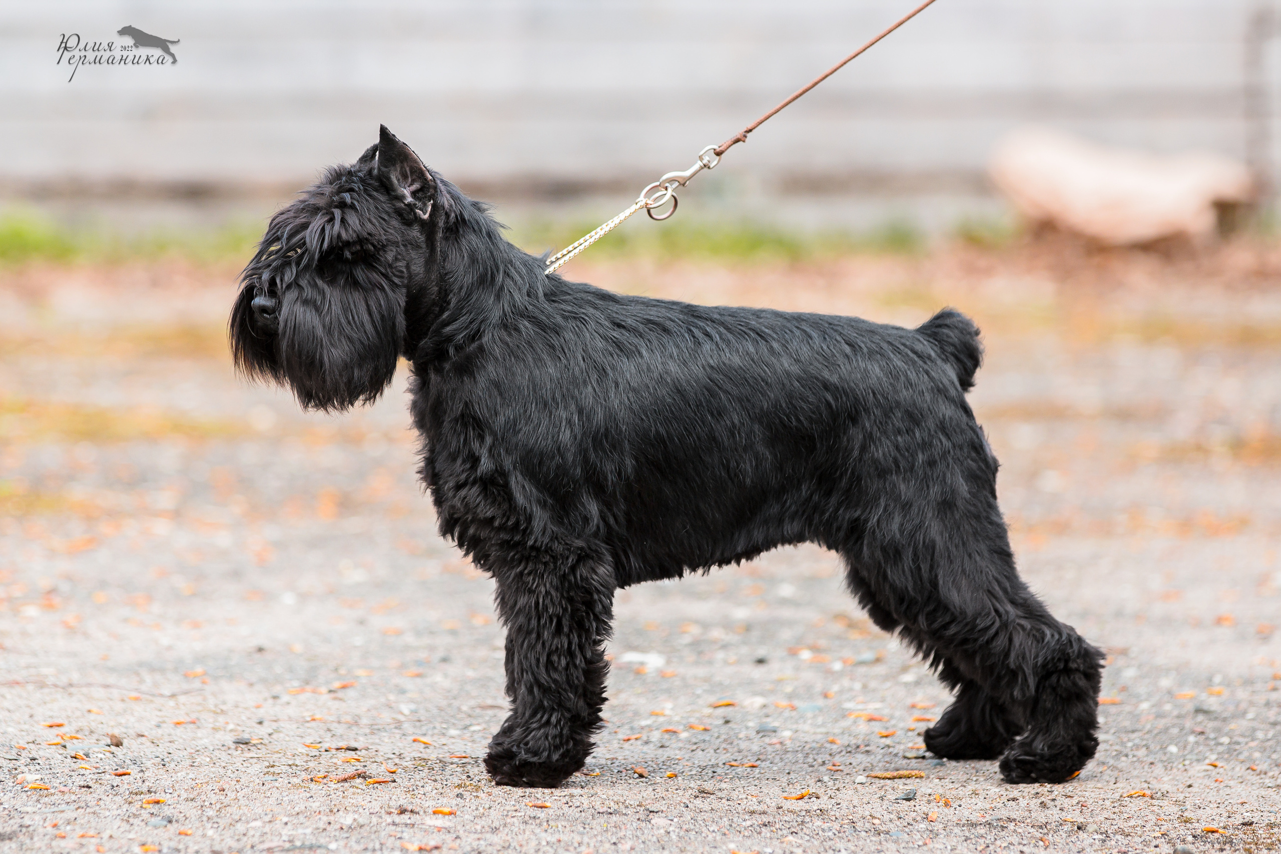 Александров 2хСАС 8 мая 2022. Фотограф-анималист Юлия Германика