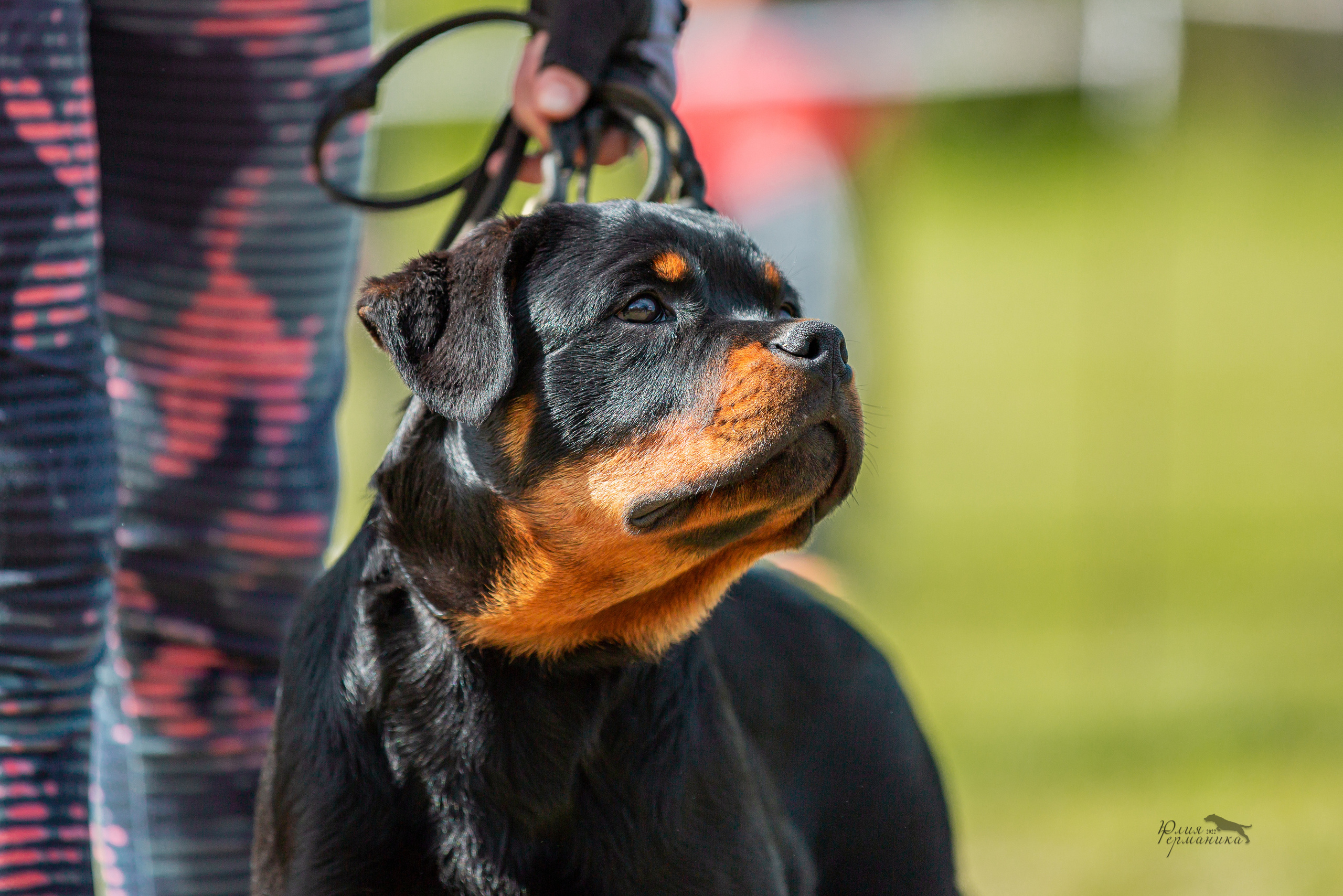 Воронеж моно ротвейлеров 28-29 мая 2022. Фотограф-анималист Юлия Германика