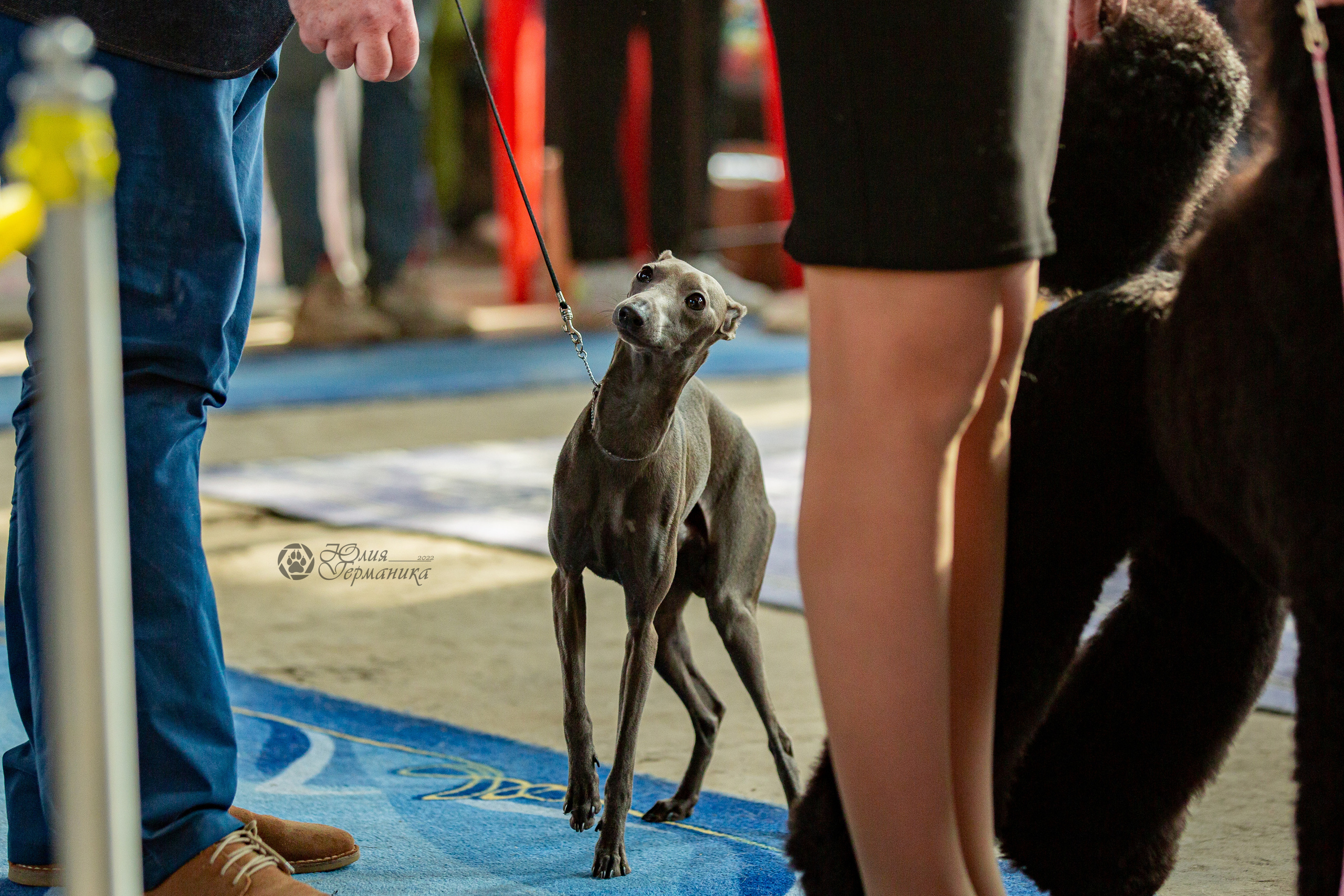 Сергиев Посад 23.04.2022. Фотограф-анималист Юлия Германика