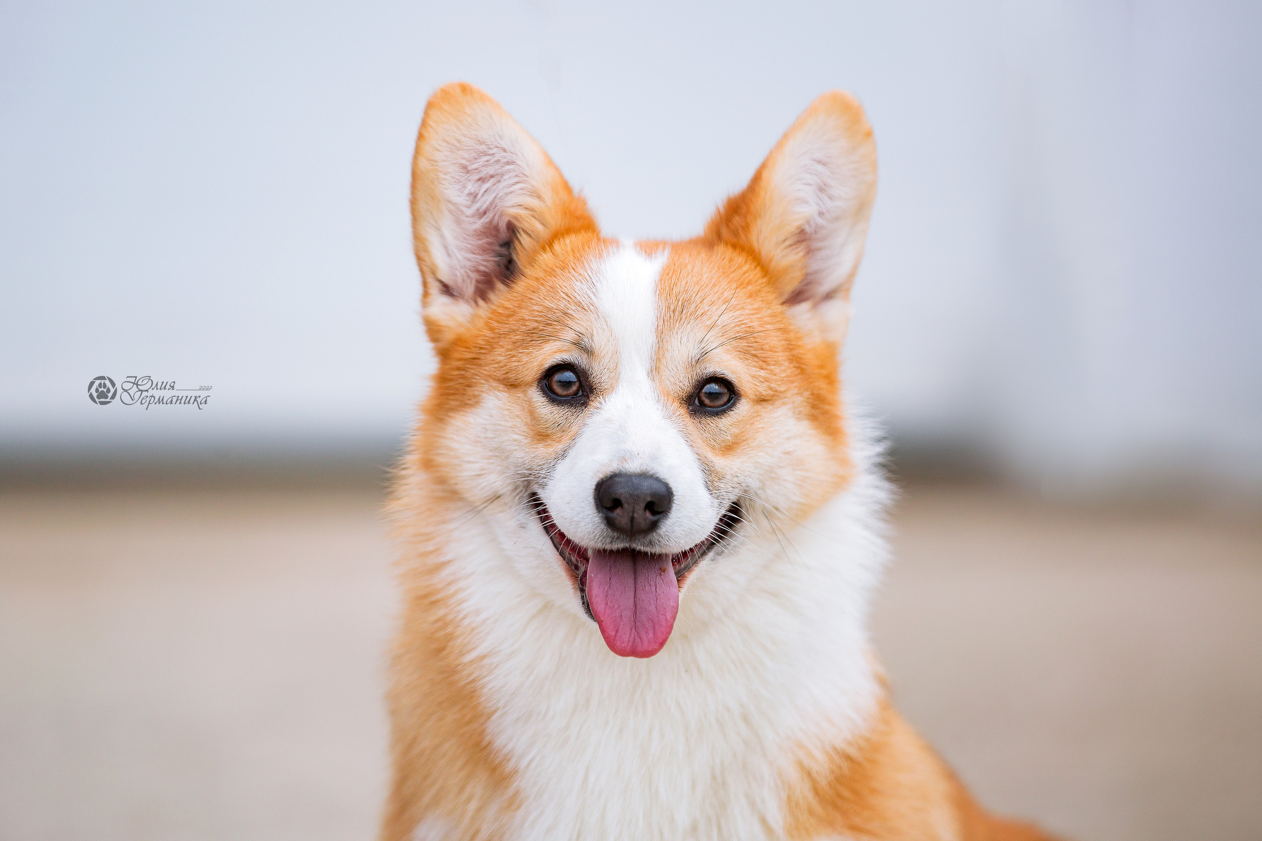 Сергиев Посад 23.04.2022. Фотограф-анималист Юлия Германика