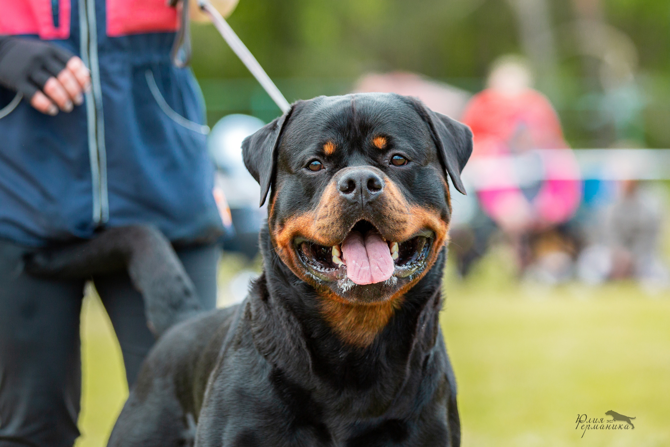 Воронеж моно ротвейлеров 28-29 мая 2022. Фотограф-анималист Юлия Германика