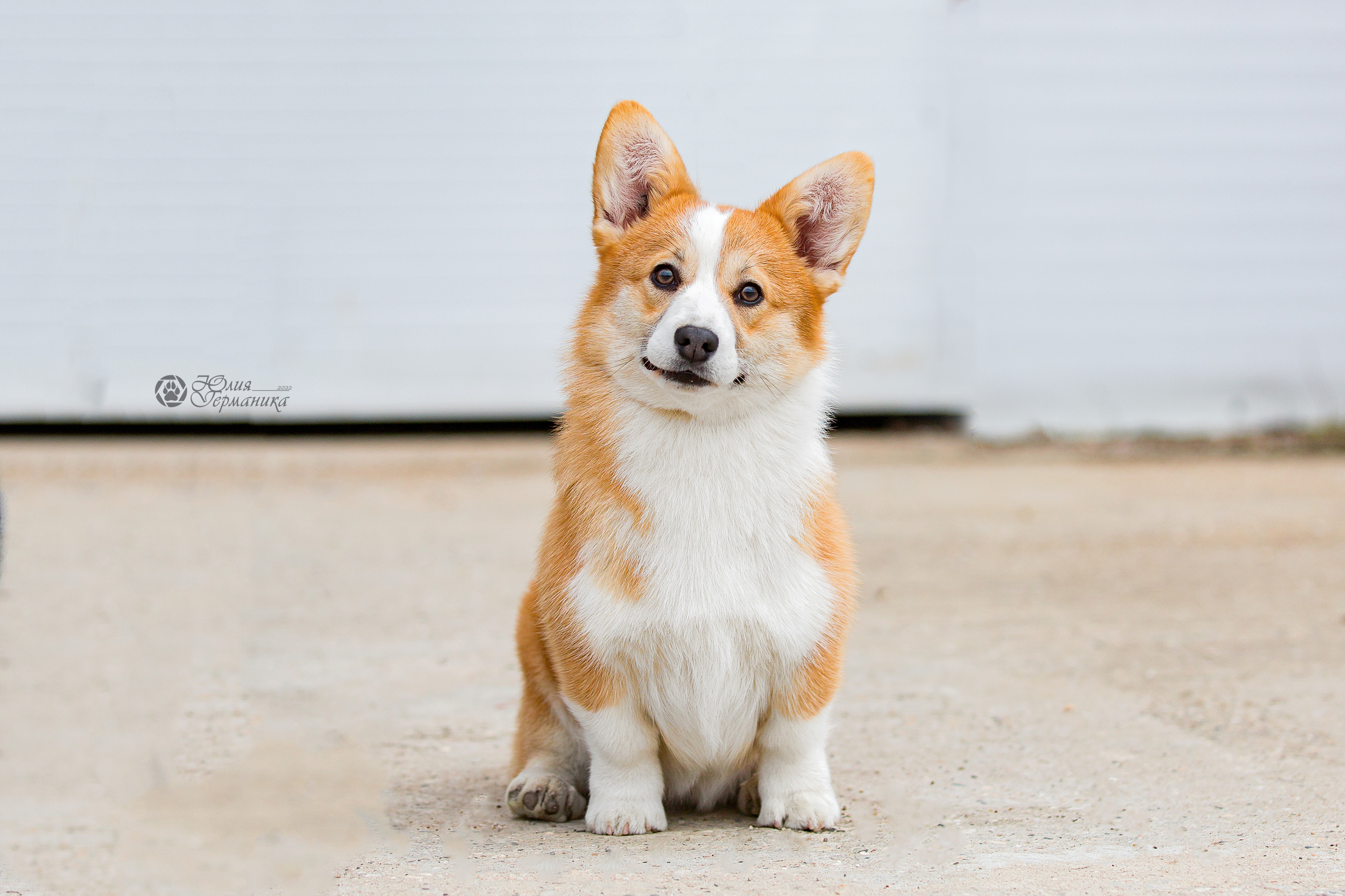 Сергиев Посад 23.04.2022. Фотограф-анималист Юлия Германика