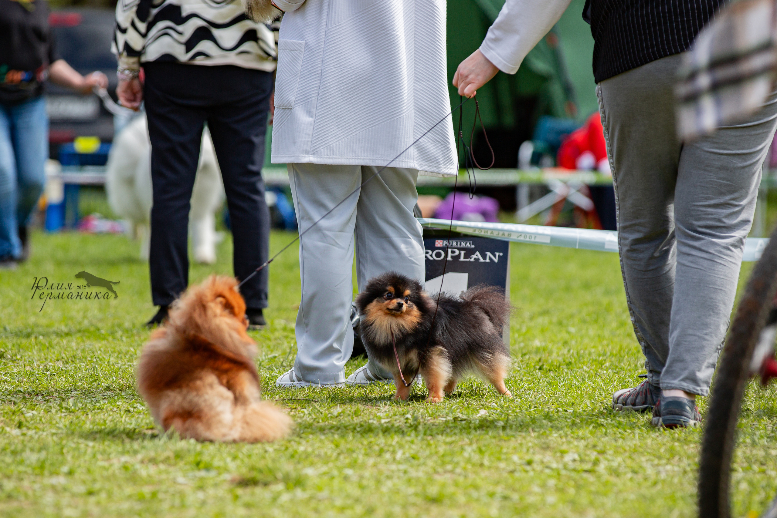 Пушкино 2хЧРКФ 14 мая 2022. Фотограф-анималист Юлия Германика