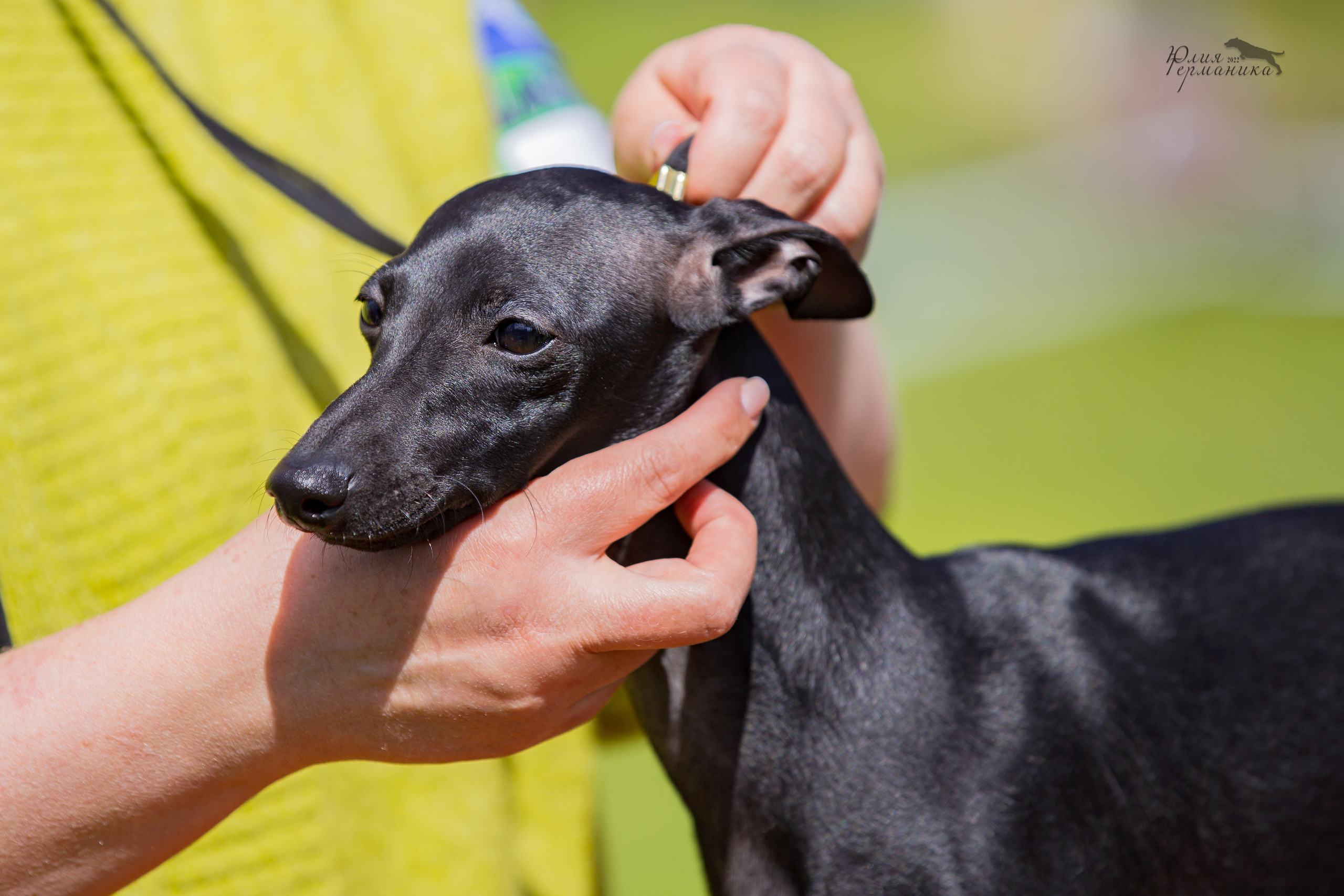 Пушкино 2хЧРКФ 14 мая 2022. Фотограф-анималист Юлия Германика