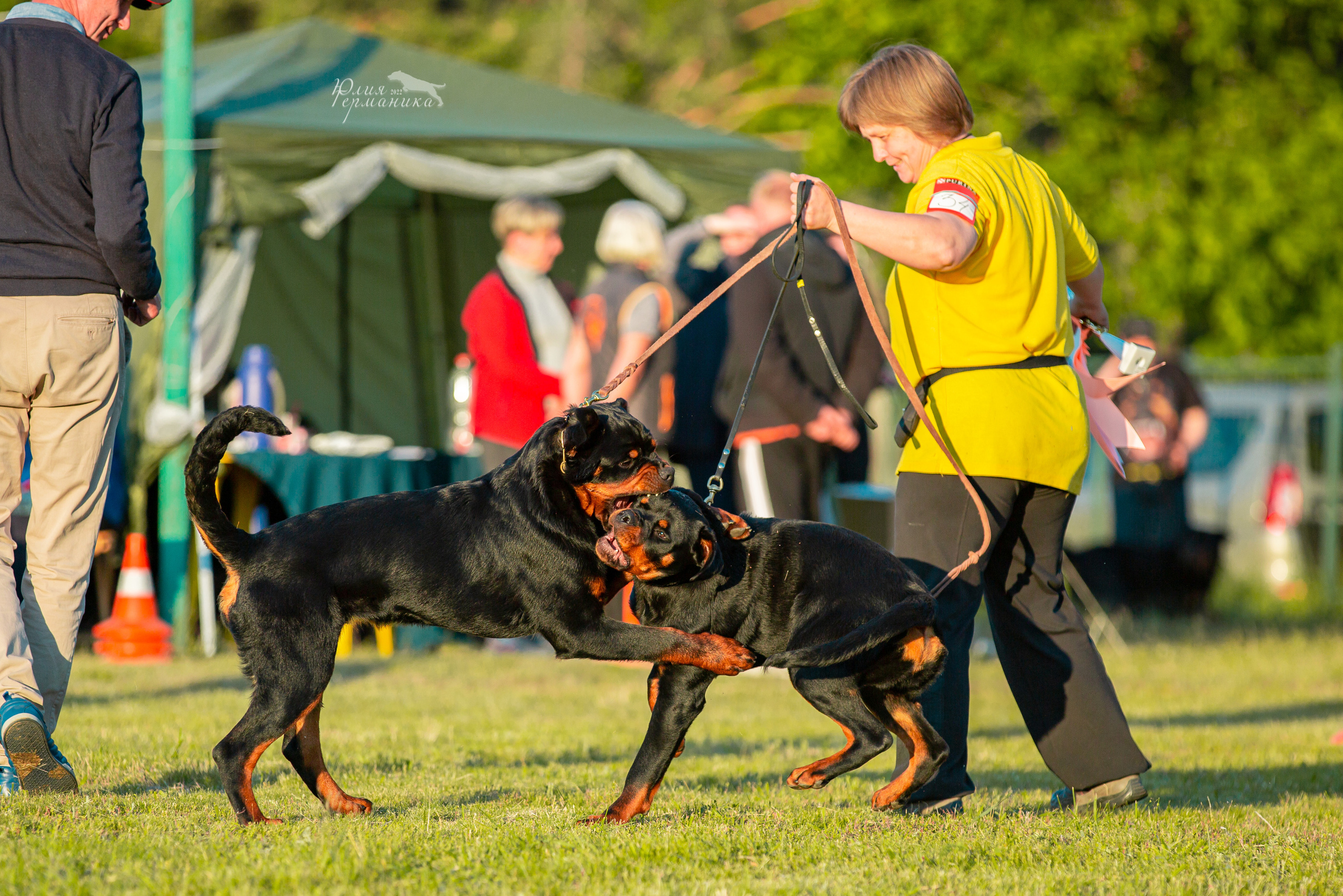 Воронеж моно ротвейлеров 28-29 мая 2022. Фотограф-анималист Юлия Германика
