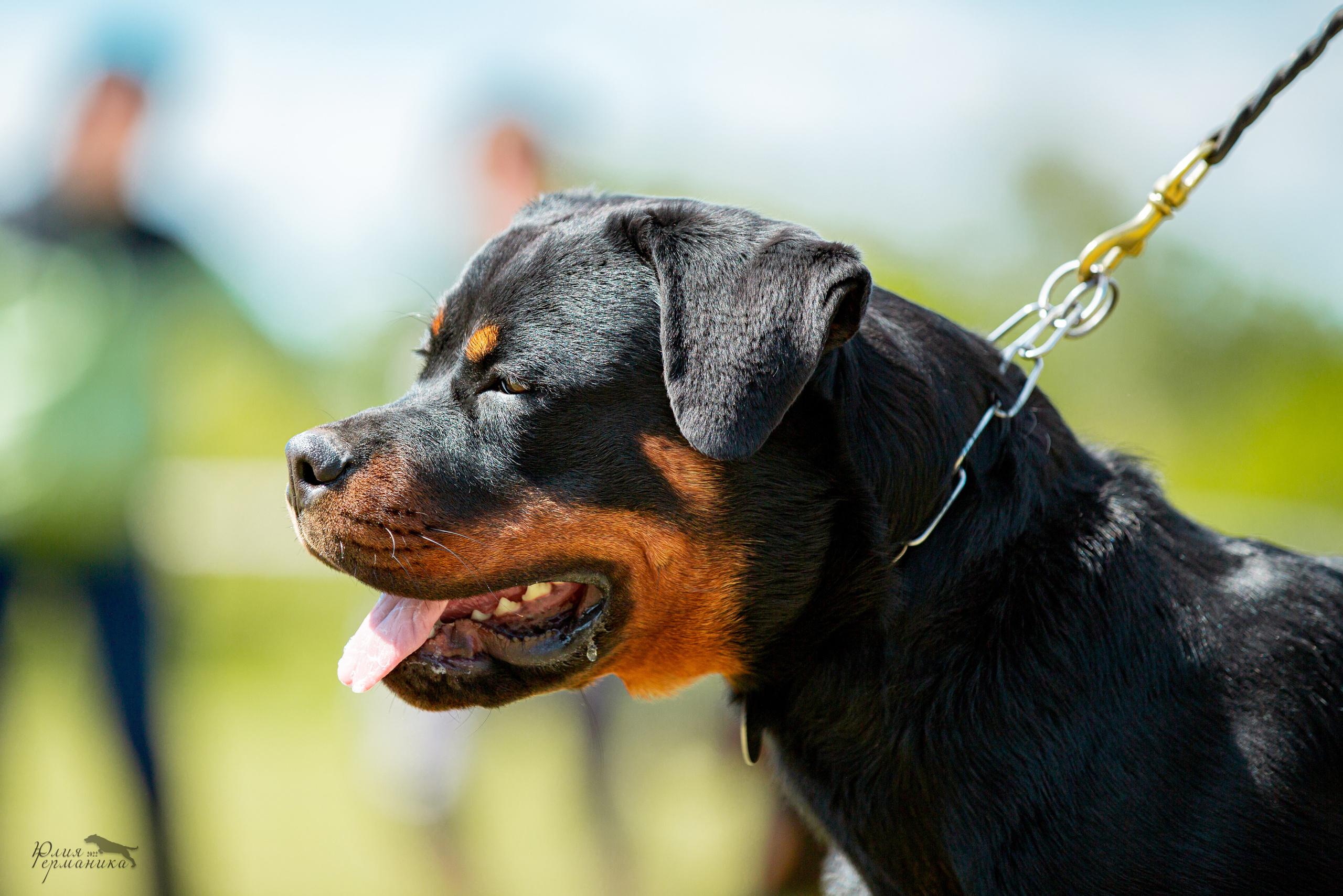 Воронеж моно ротвейлеров 28-29 мая 2022. Фотограф-анималист Юлия Германика