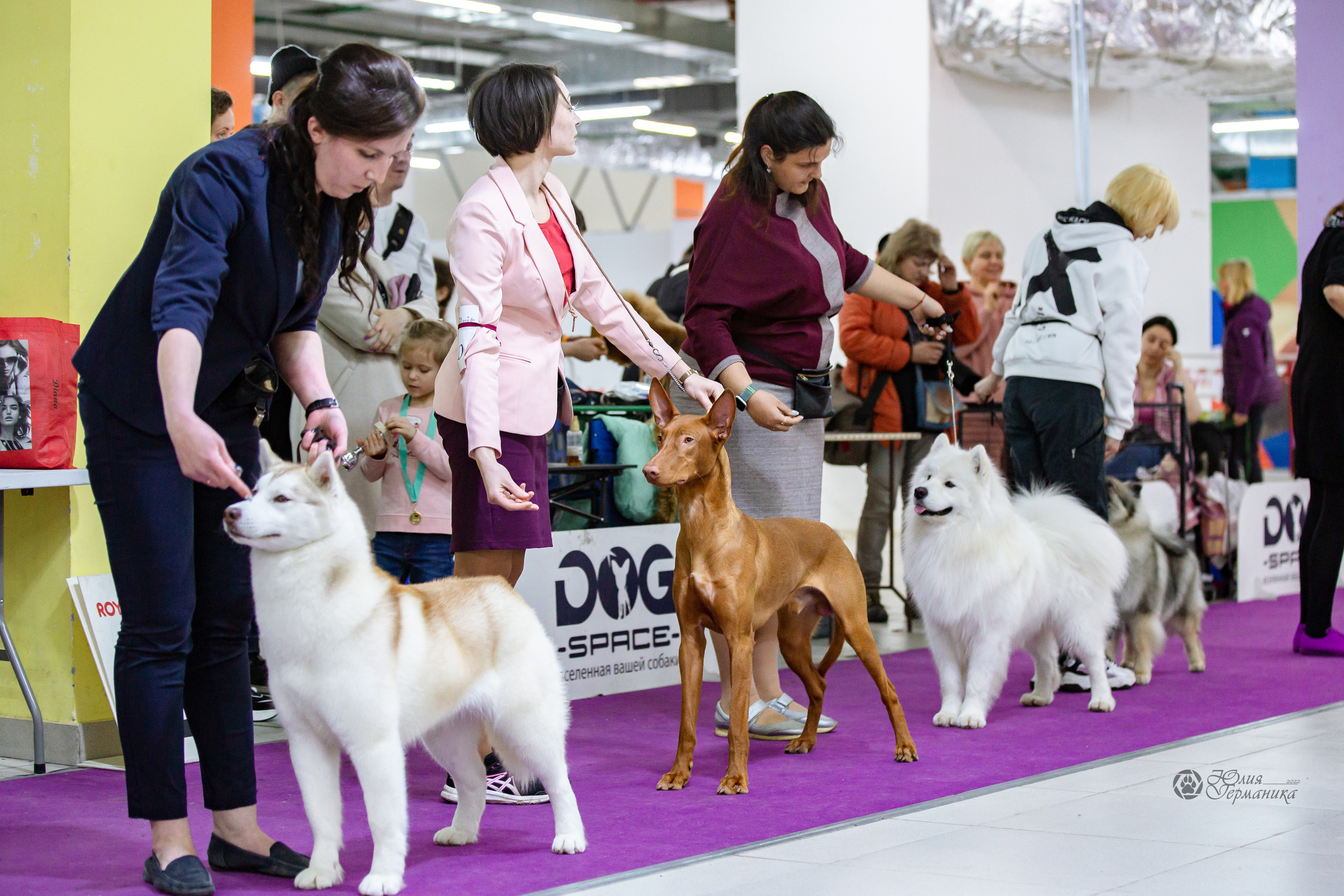 Чайна-Таун 16-17 апреля 2022. Фотограф-анималист Юлия Германика
