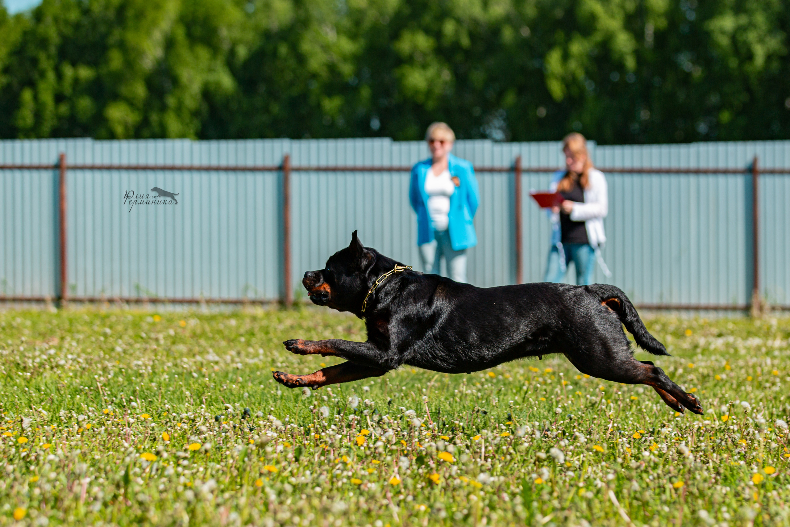 Нижний Новгород моно ротвейлеров 4 июня 2022. Фотограф-анималист Юлия Германика