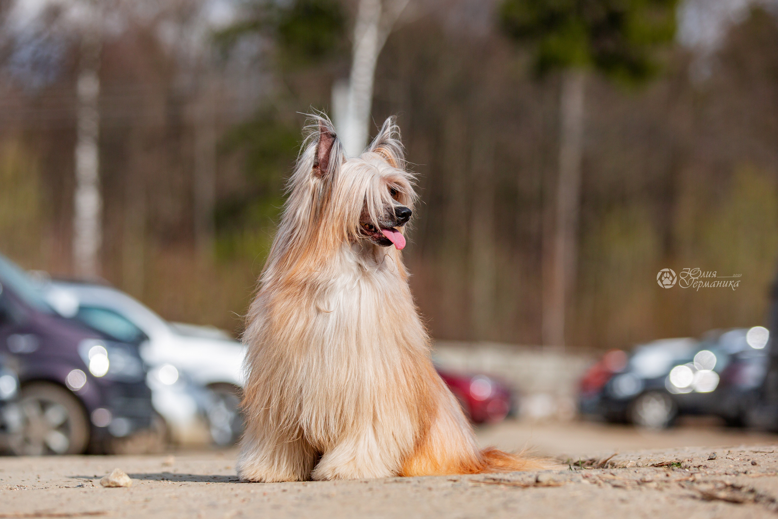 Сергиев Посад 23.04.2022. Фотограф-анималист Юлия Германика