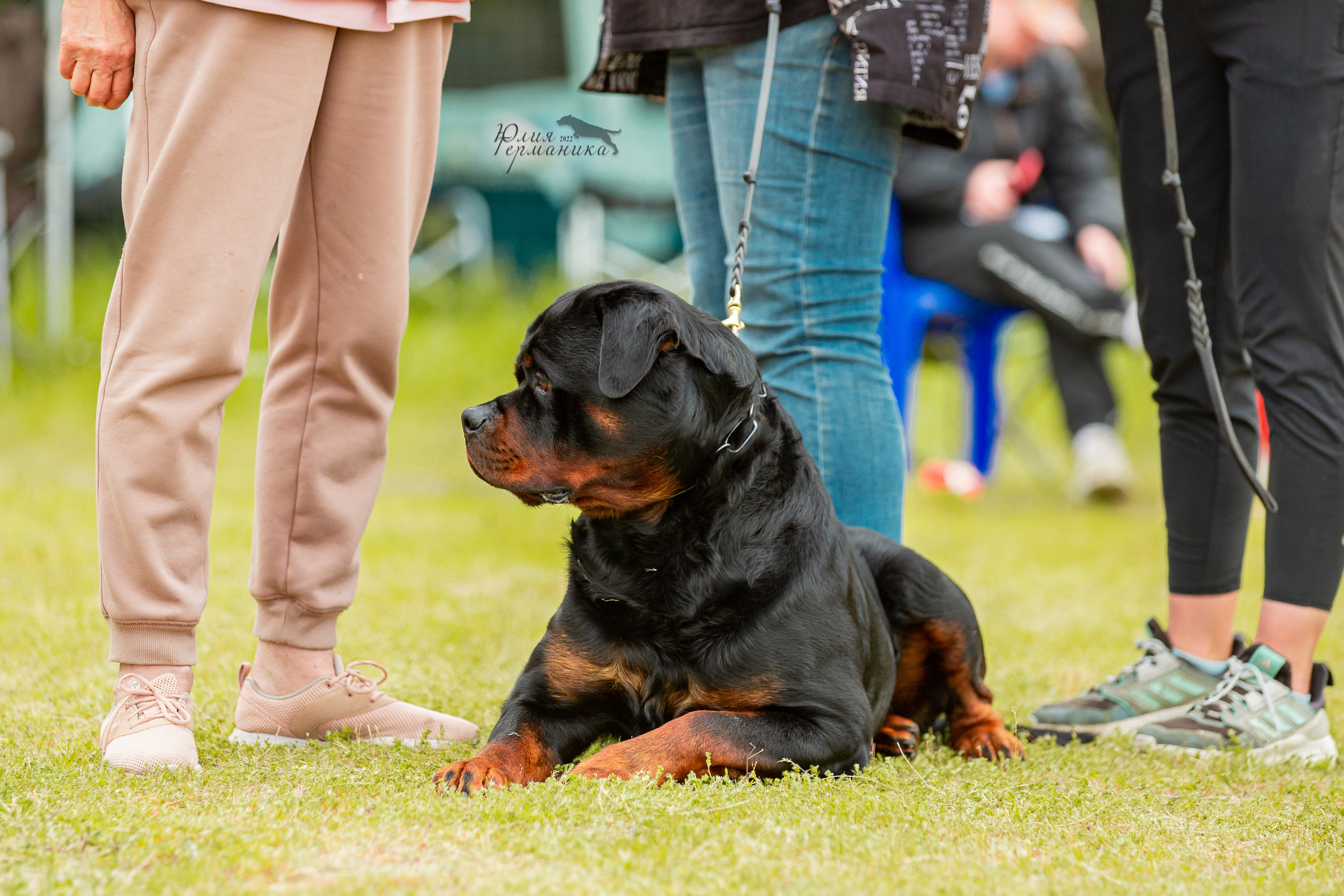 Воронеж моно ротвейлеров 28-29 мая 2022. Фотограф-анималист Юлия Германика