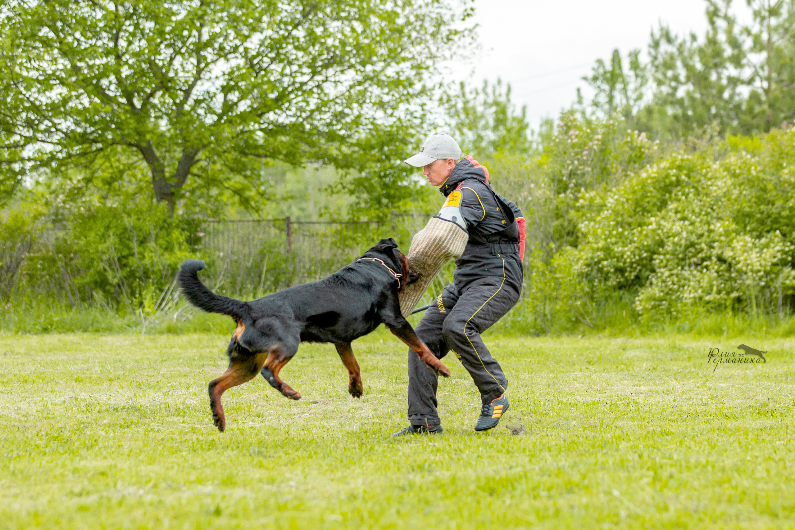 Воронеж моно ротвейлеров 28-29 мая 2022. Фотограф-анималист Юлия Германика