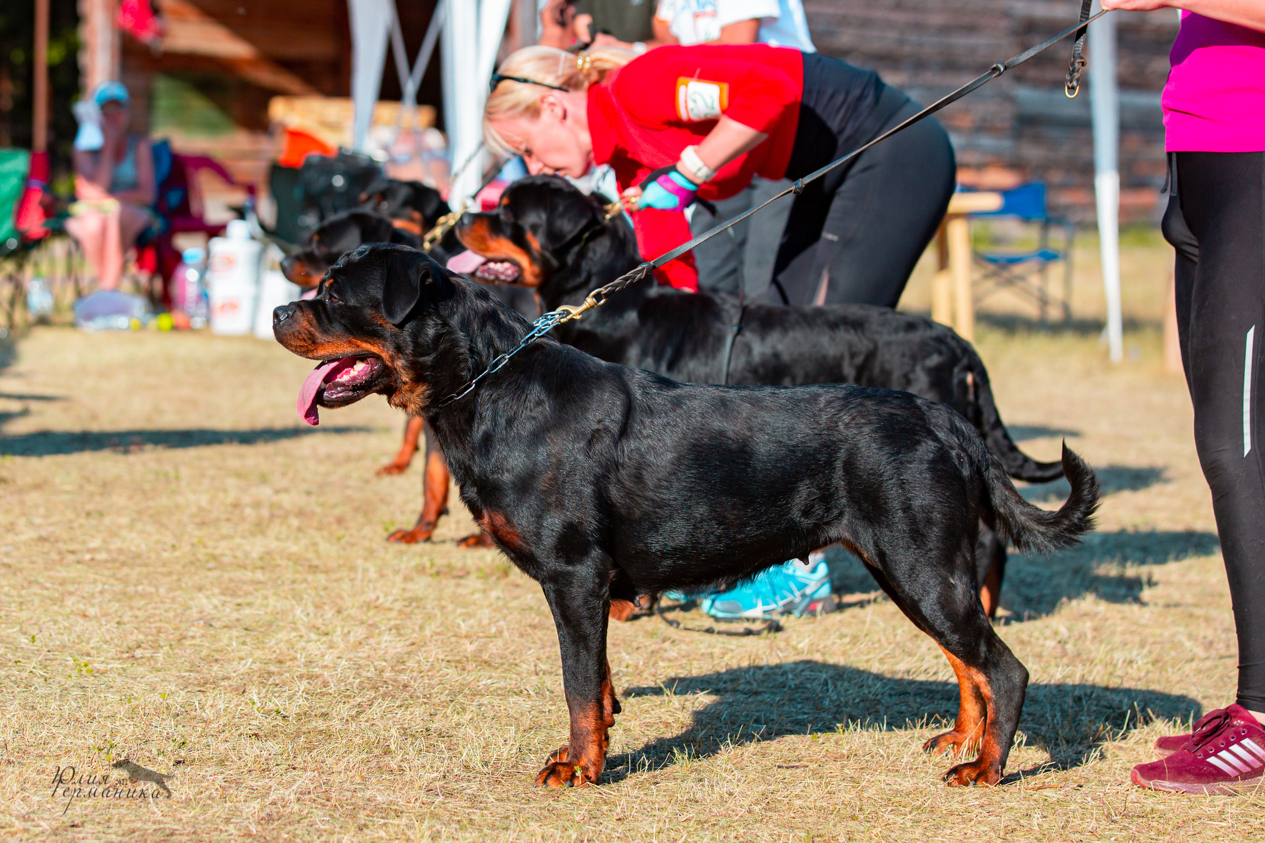 Тверь моно ротвейлеров 2-3.07.2022. Фотограф-анималист Юлия Германика